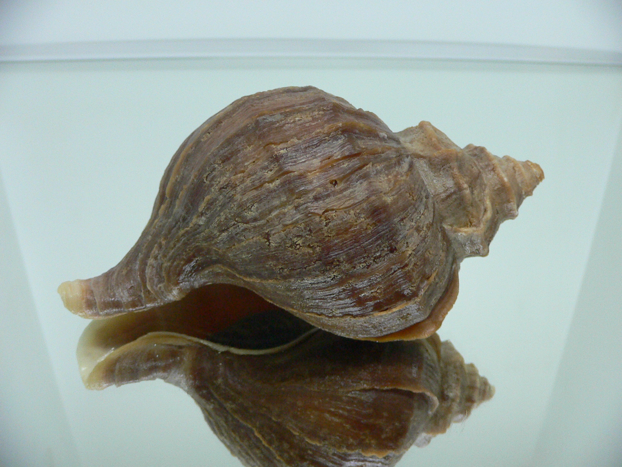 Neptunea polycostata polycostata LIGHT LIP