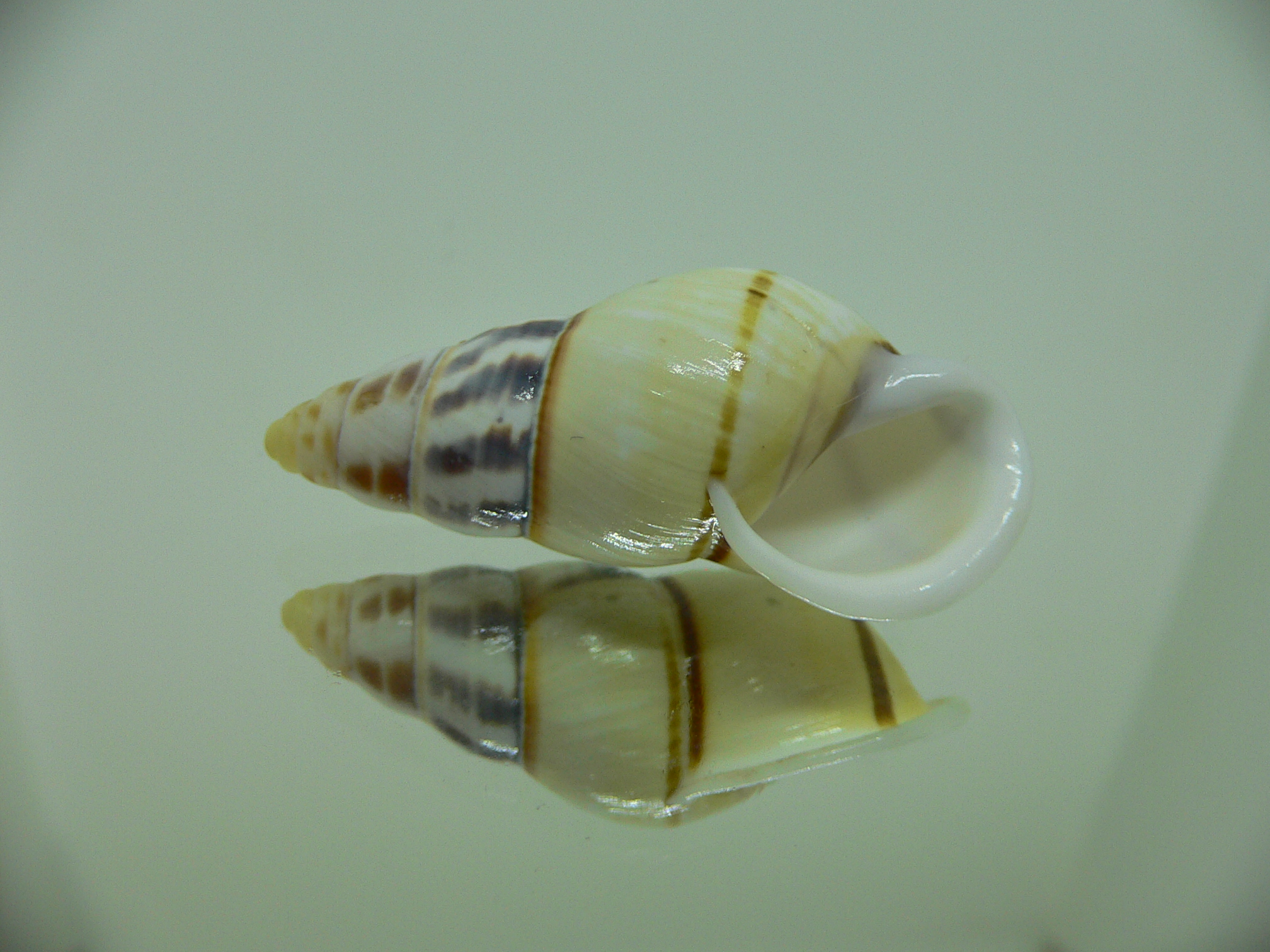 Amphidromus contrarius hanieli BIG & ELONGATE