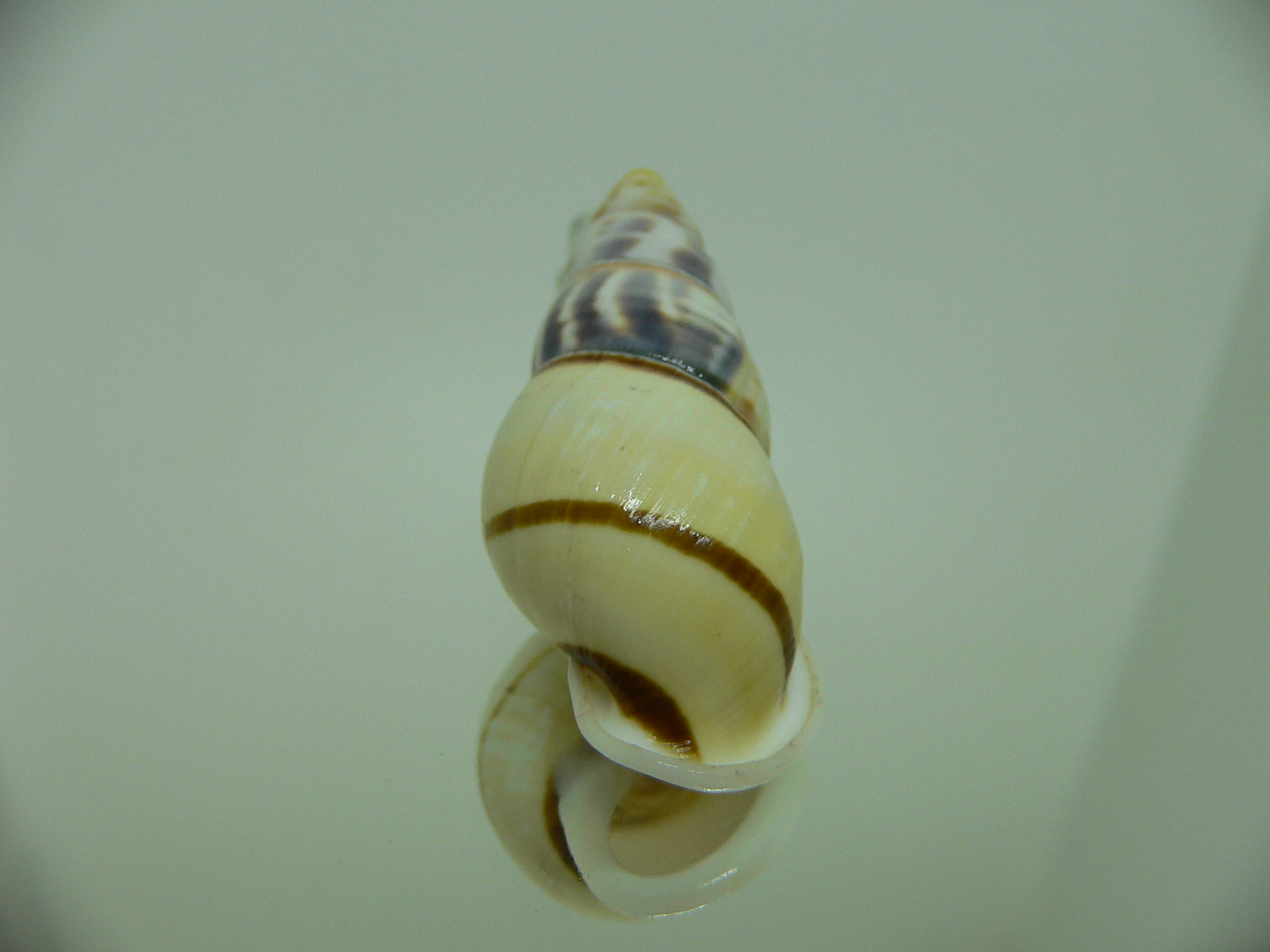 Amphidromus contrarius hanieli BIG & ELONGATE