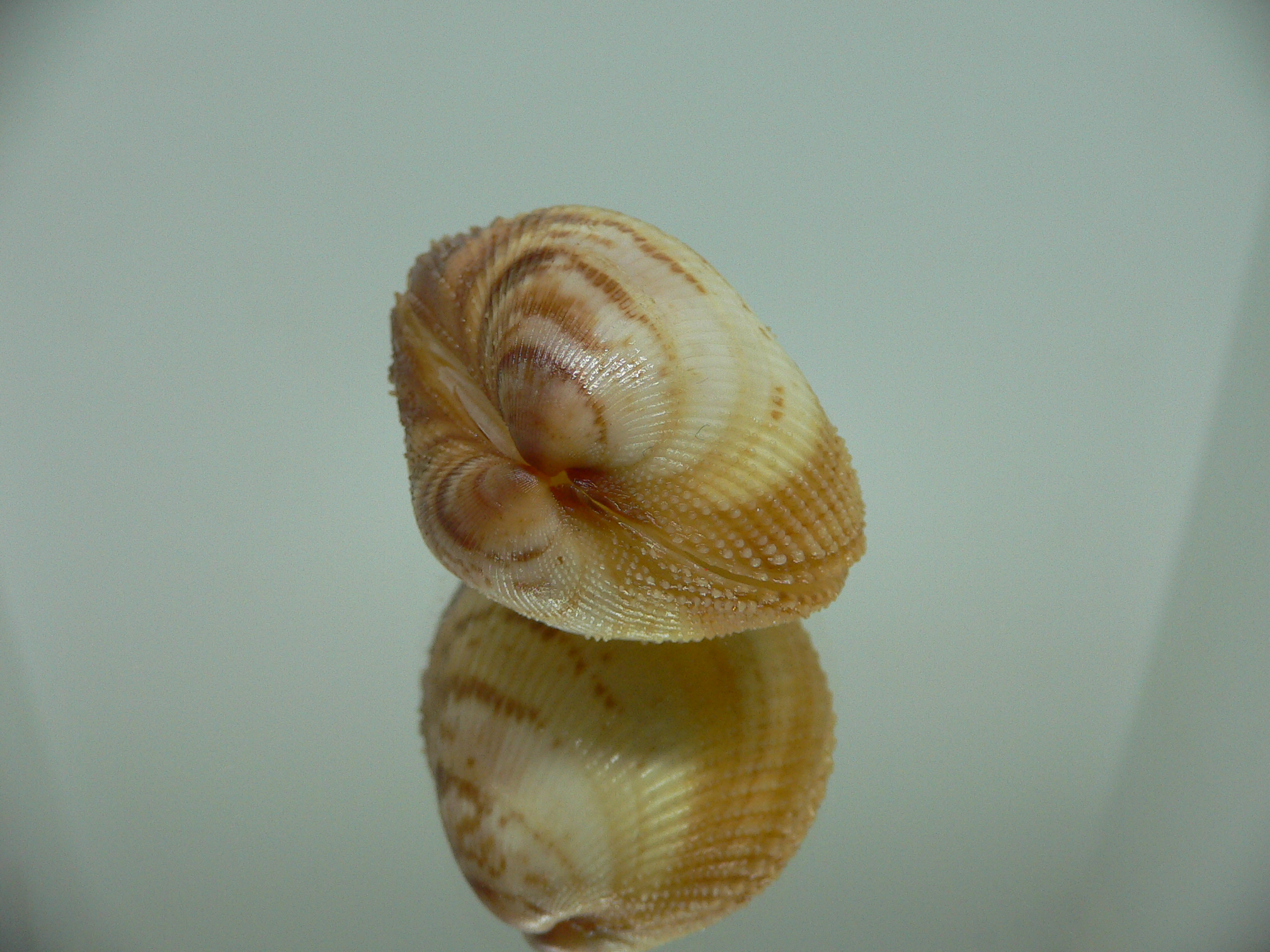 Maoricardium pseudolatum COLORS