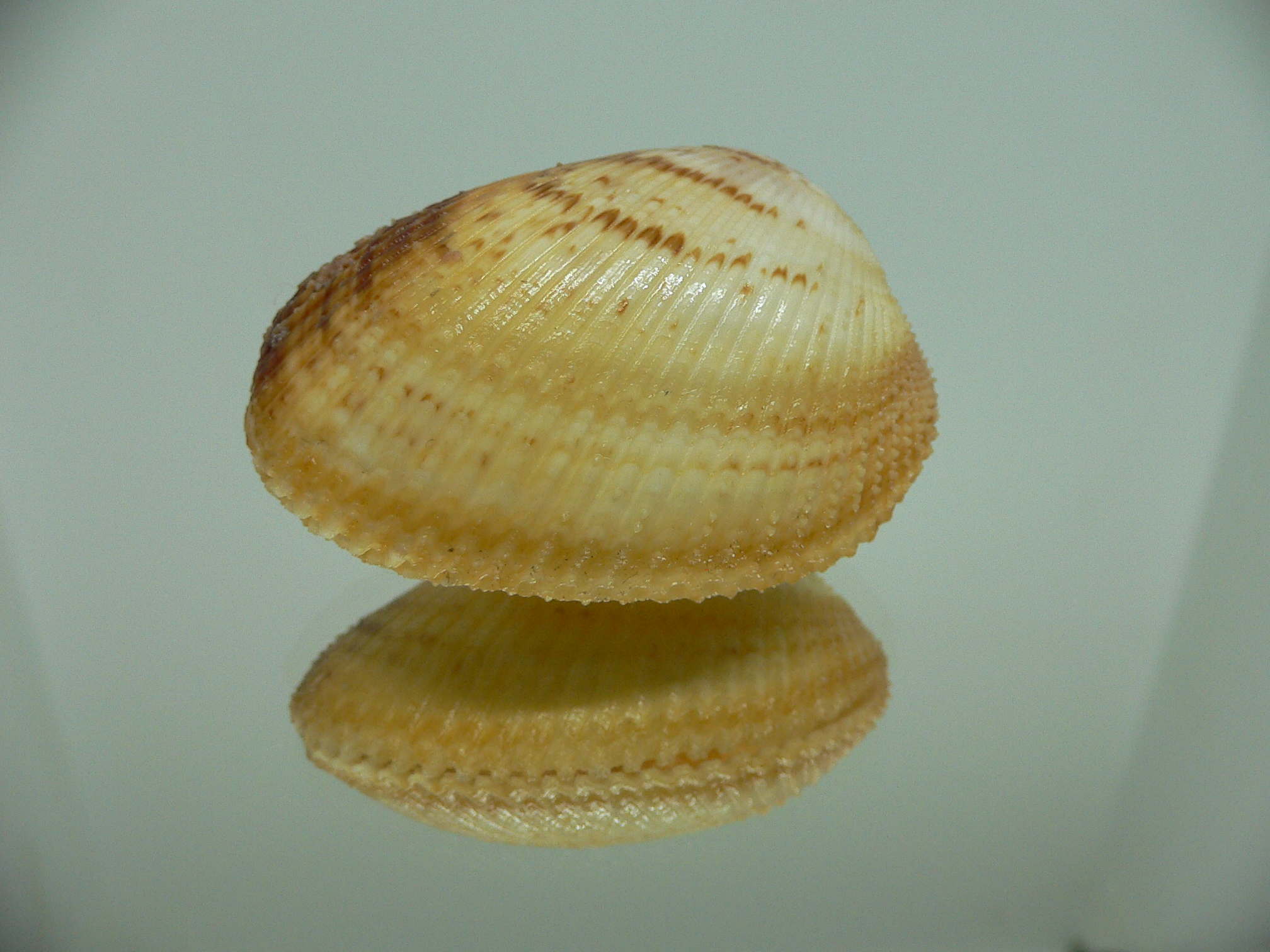 Maoricardium pseudolatum COLORS