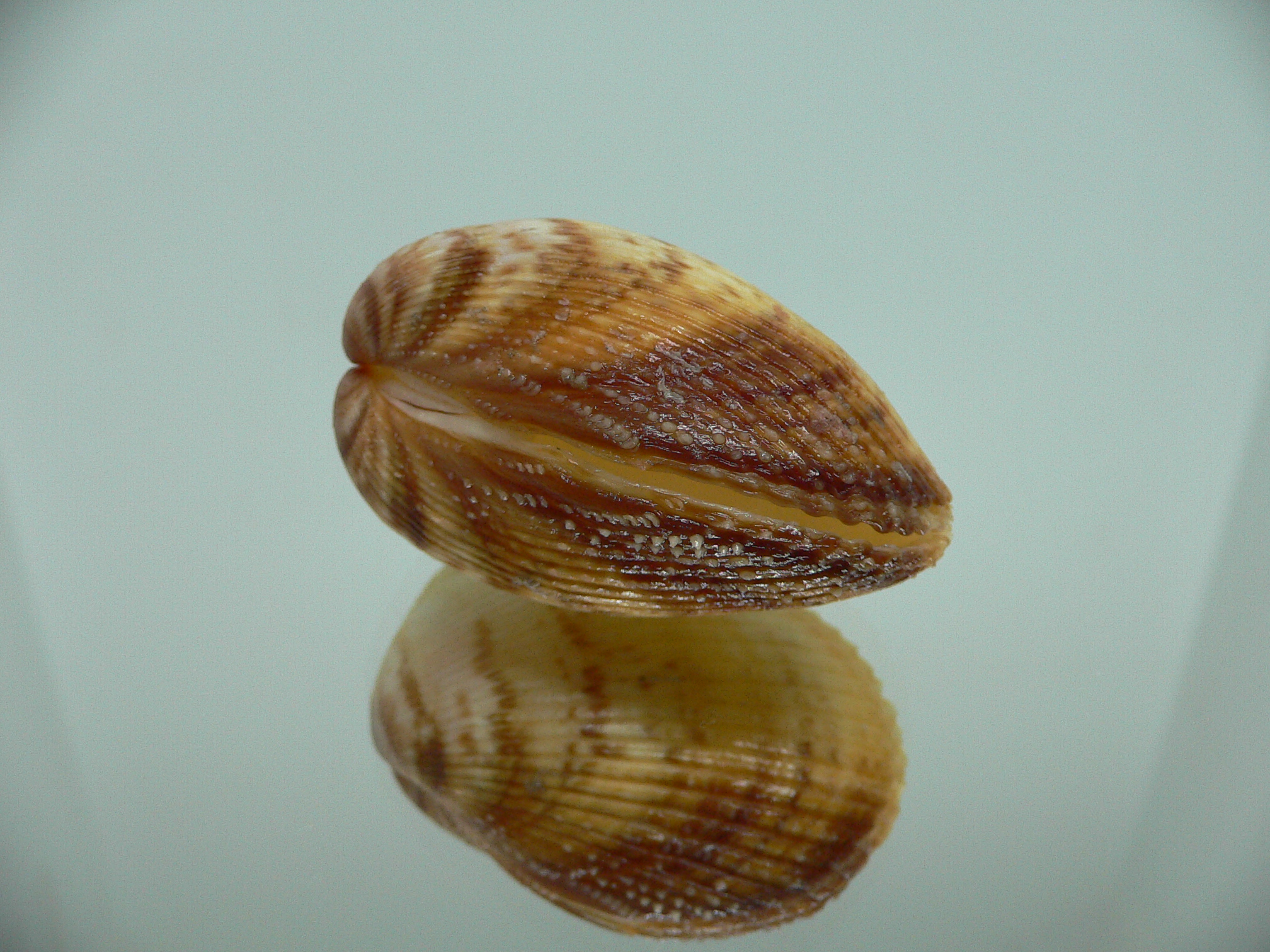 Maoricardium pseudolatum COLORS