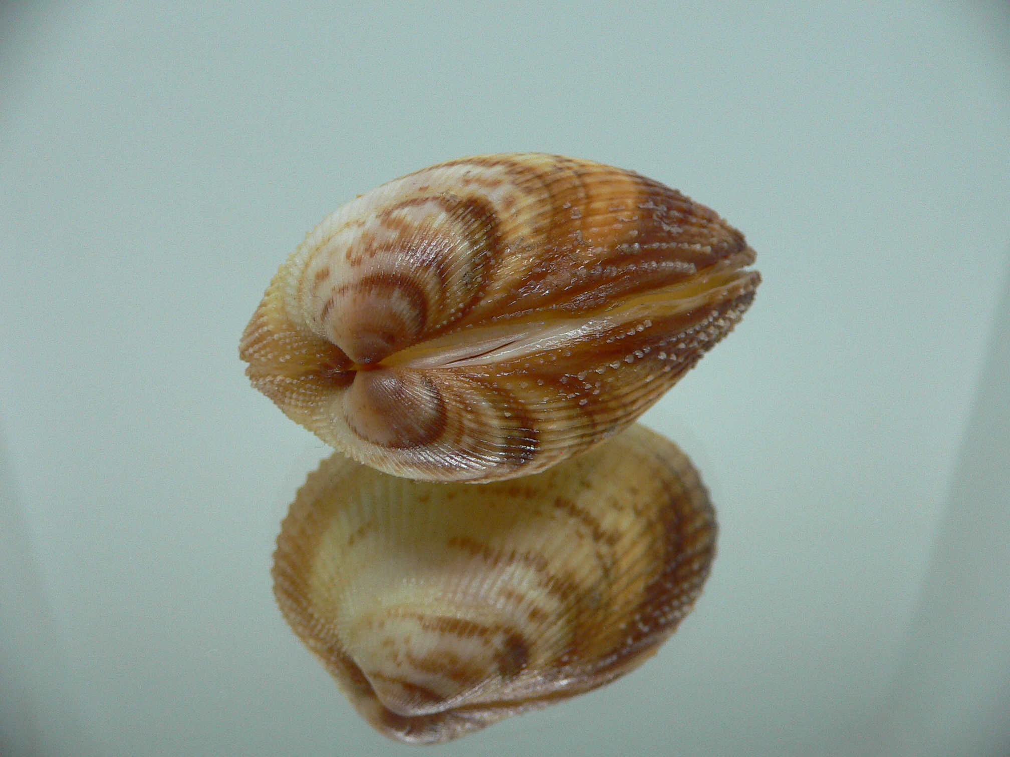 Maoricardium pseudolatum COLORS