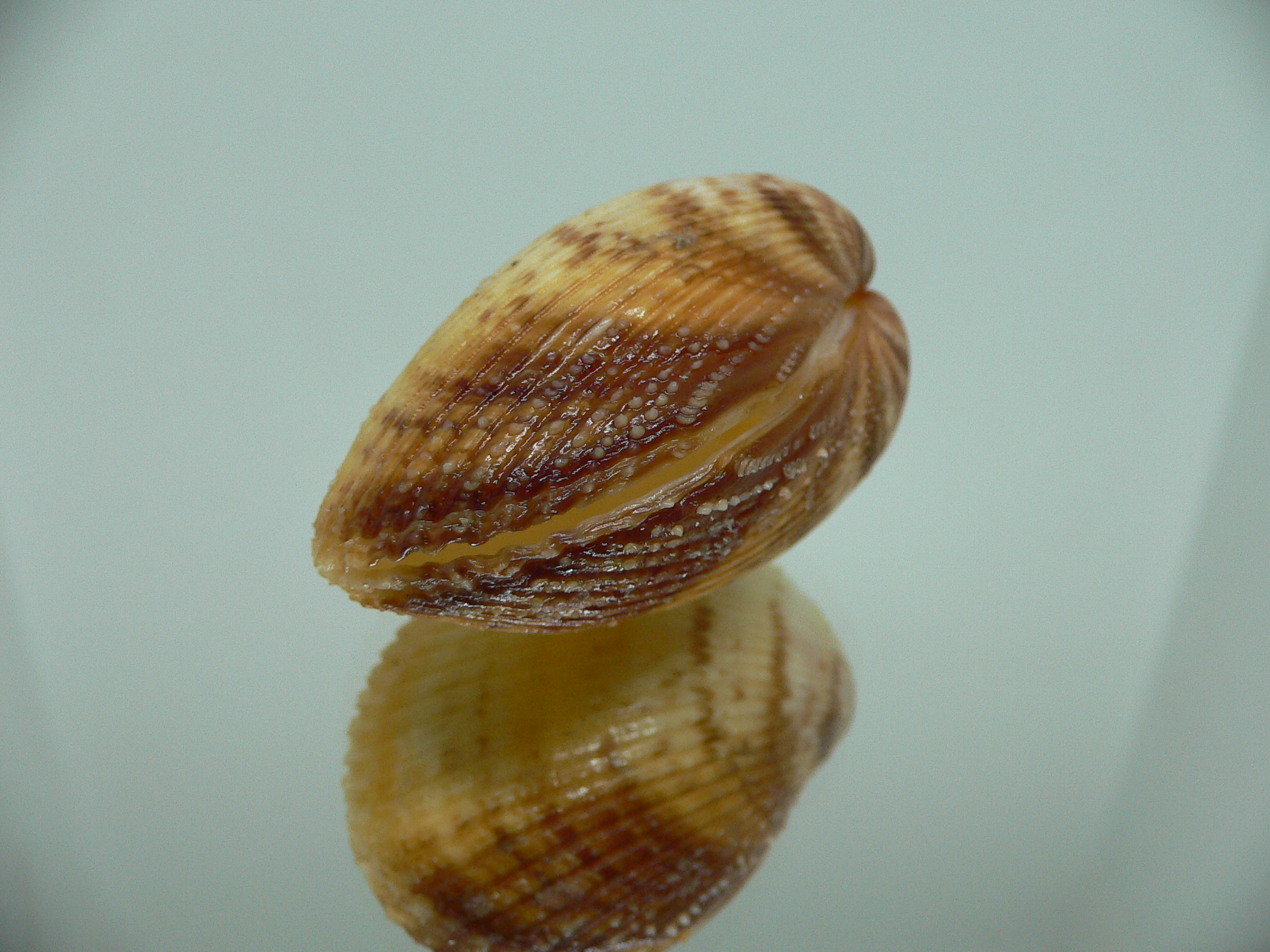 Maoricardium pseudolatum COLORS