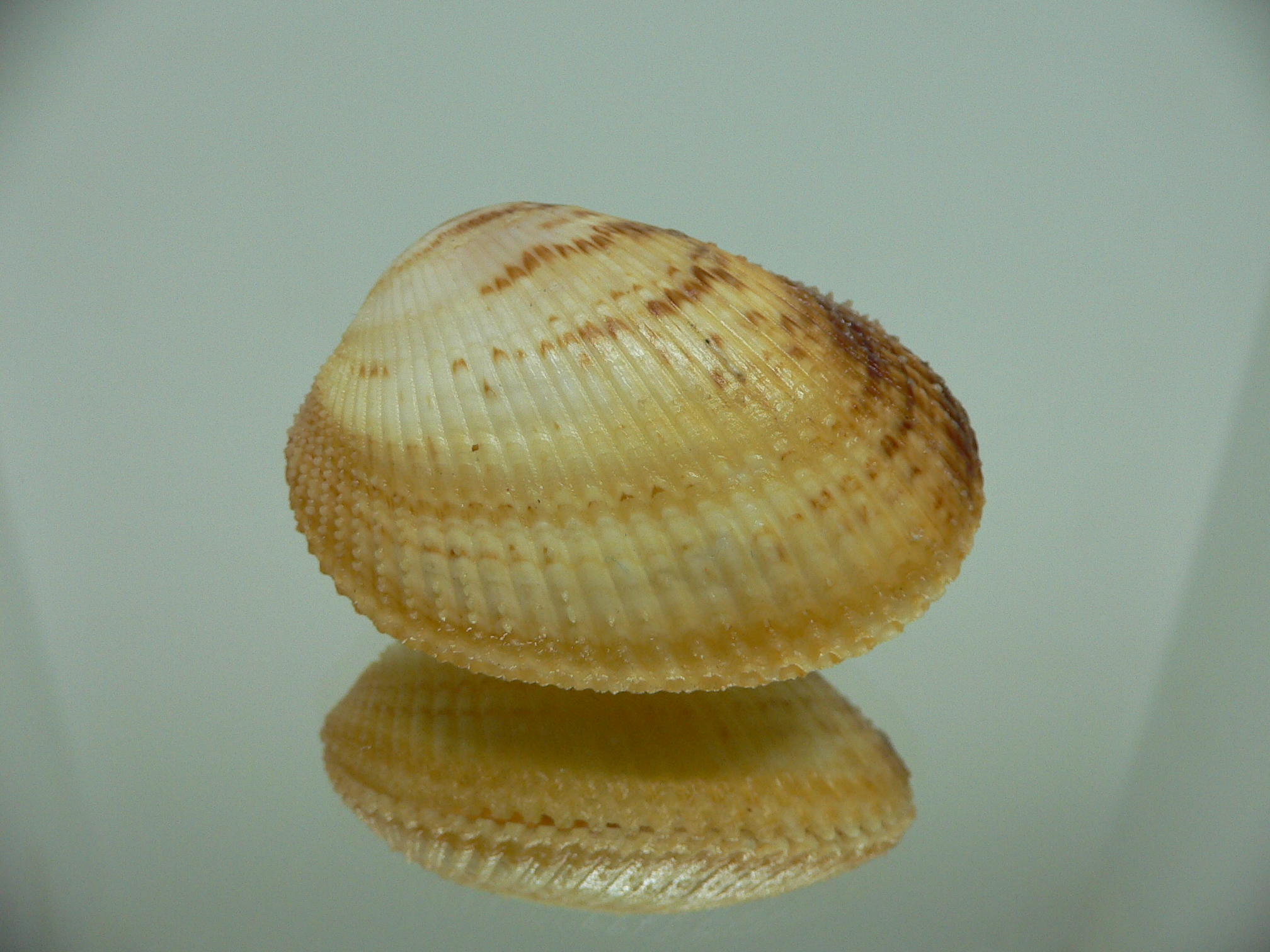 Maoricardium pseudolatum COLORS