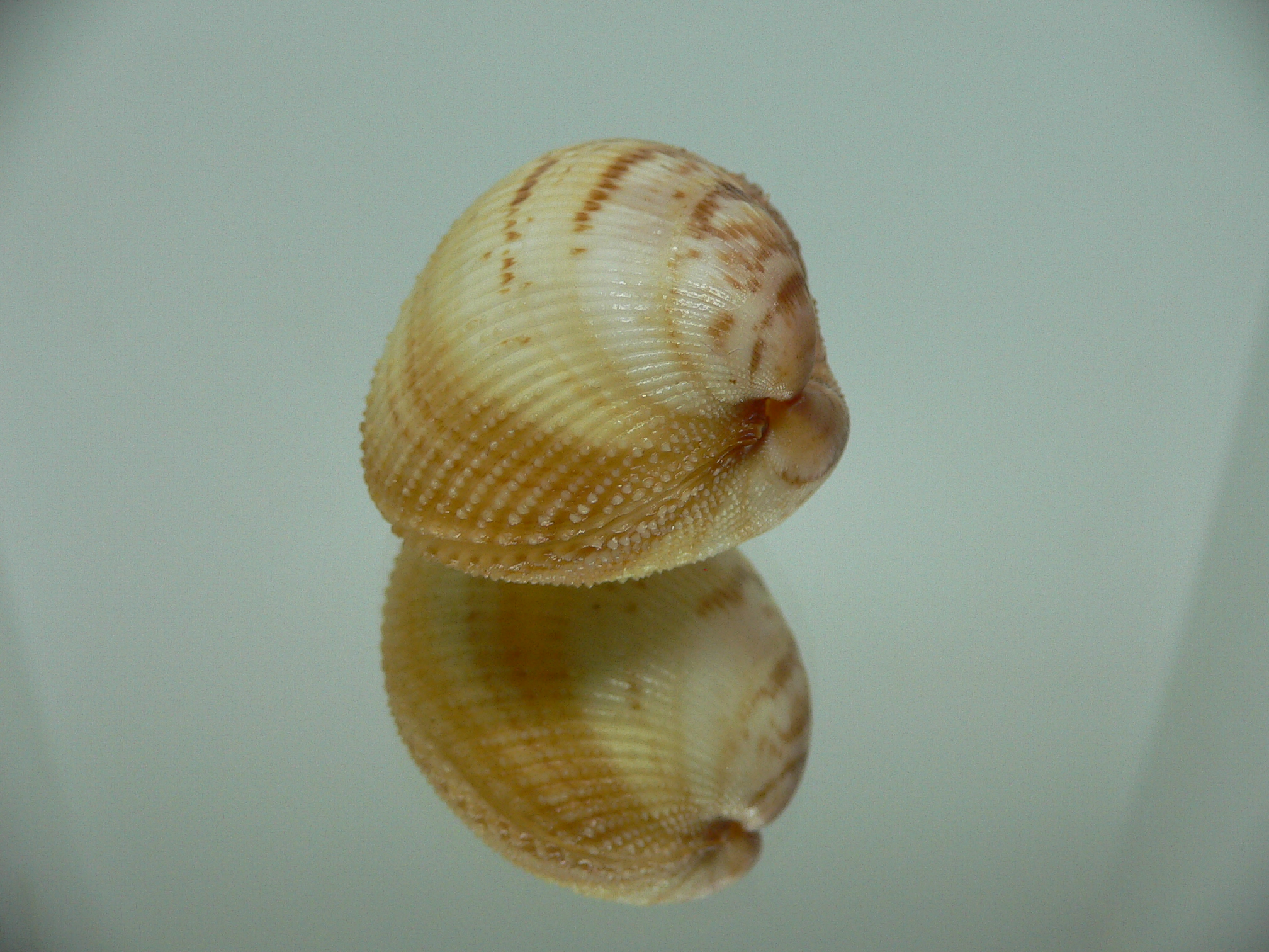 Maoricardium pseudolatum COLORS