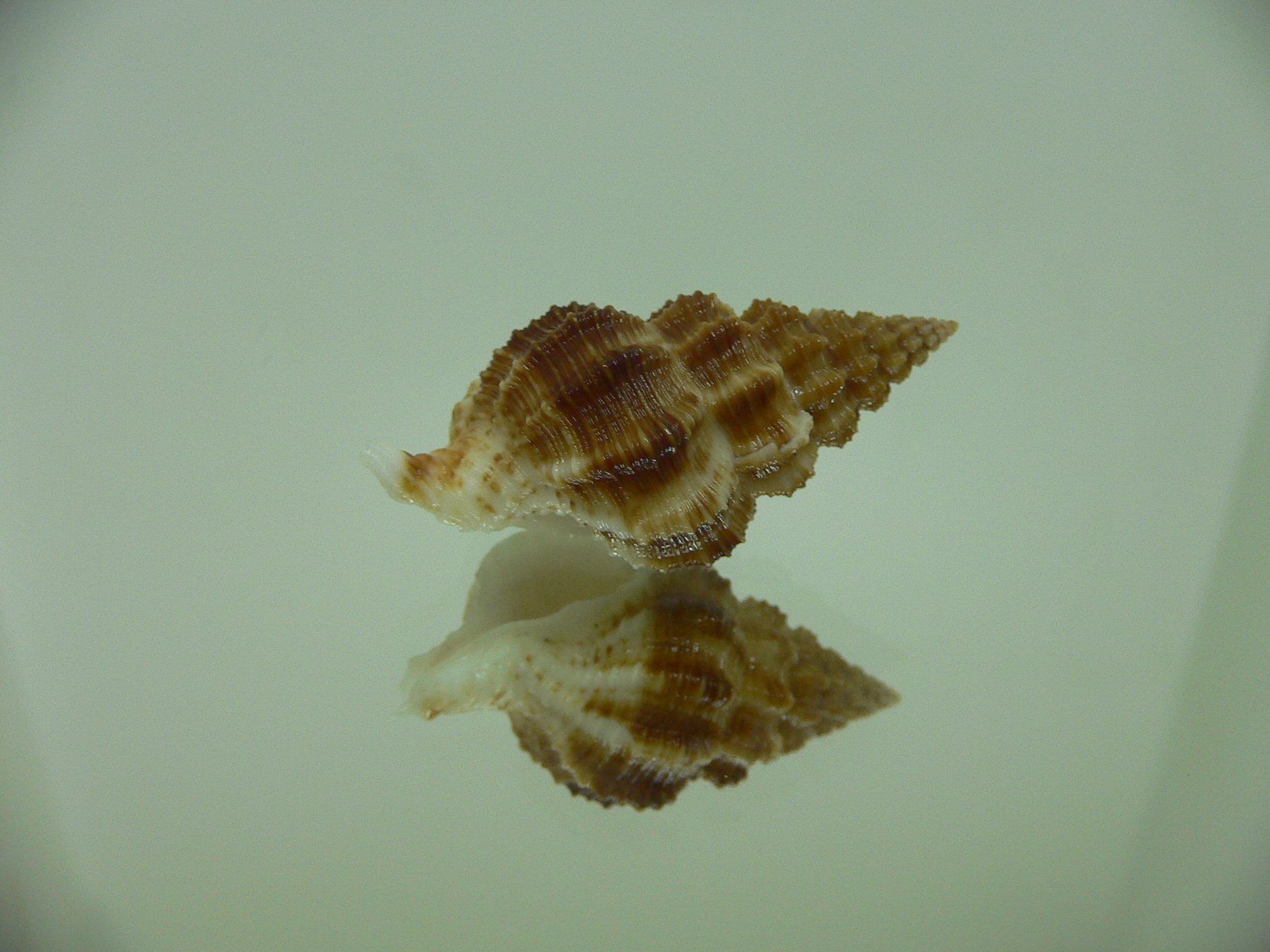 Nassaria gyroscopoides GIANT