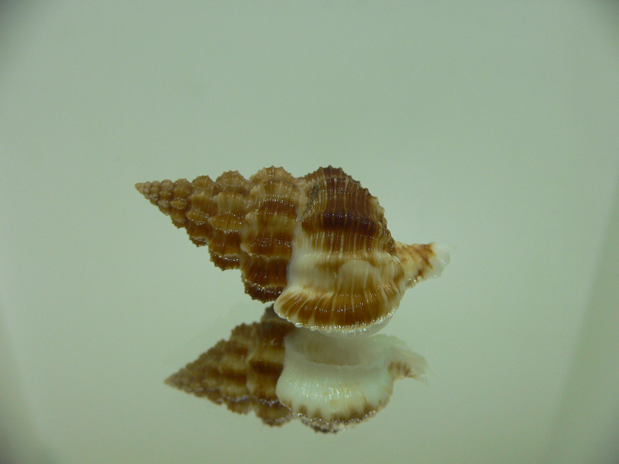 Nassaria gyroscopoides GIANT