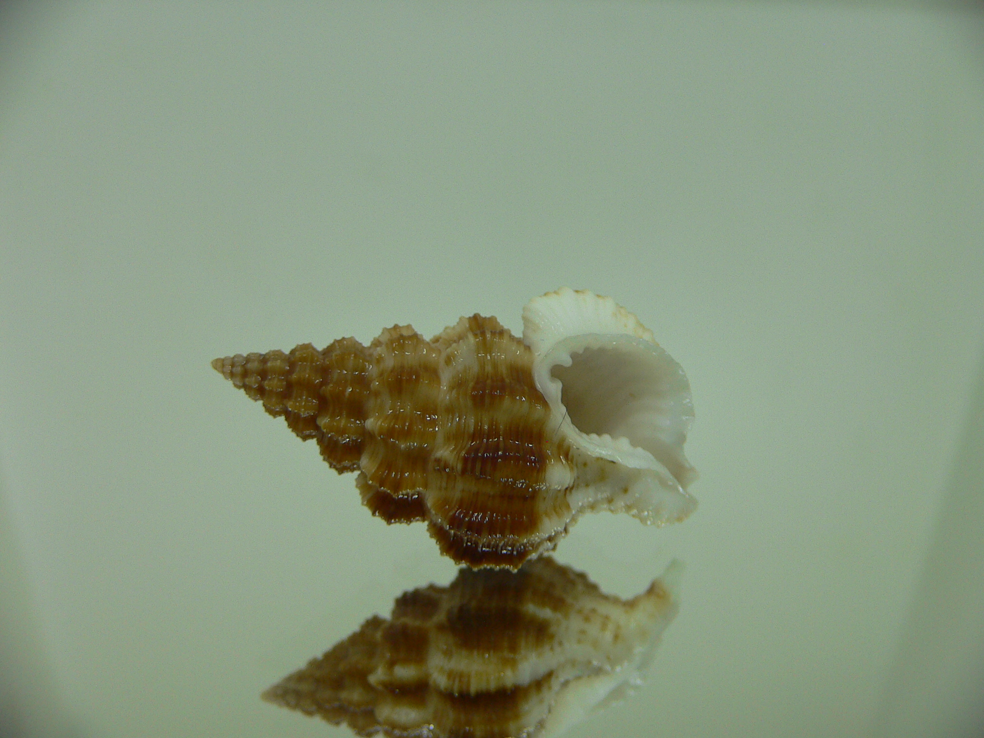 Nassaria gyroscopoides GIANT