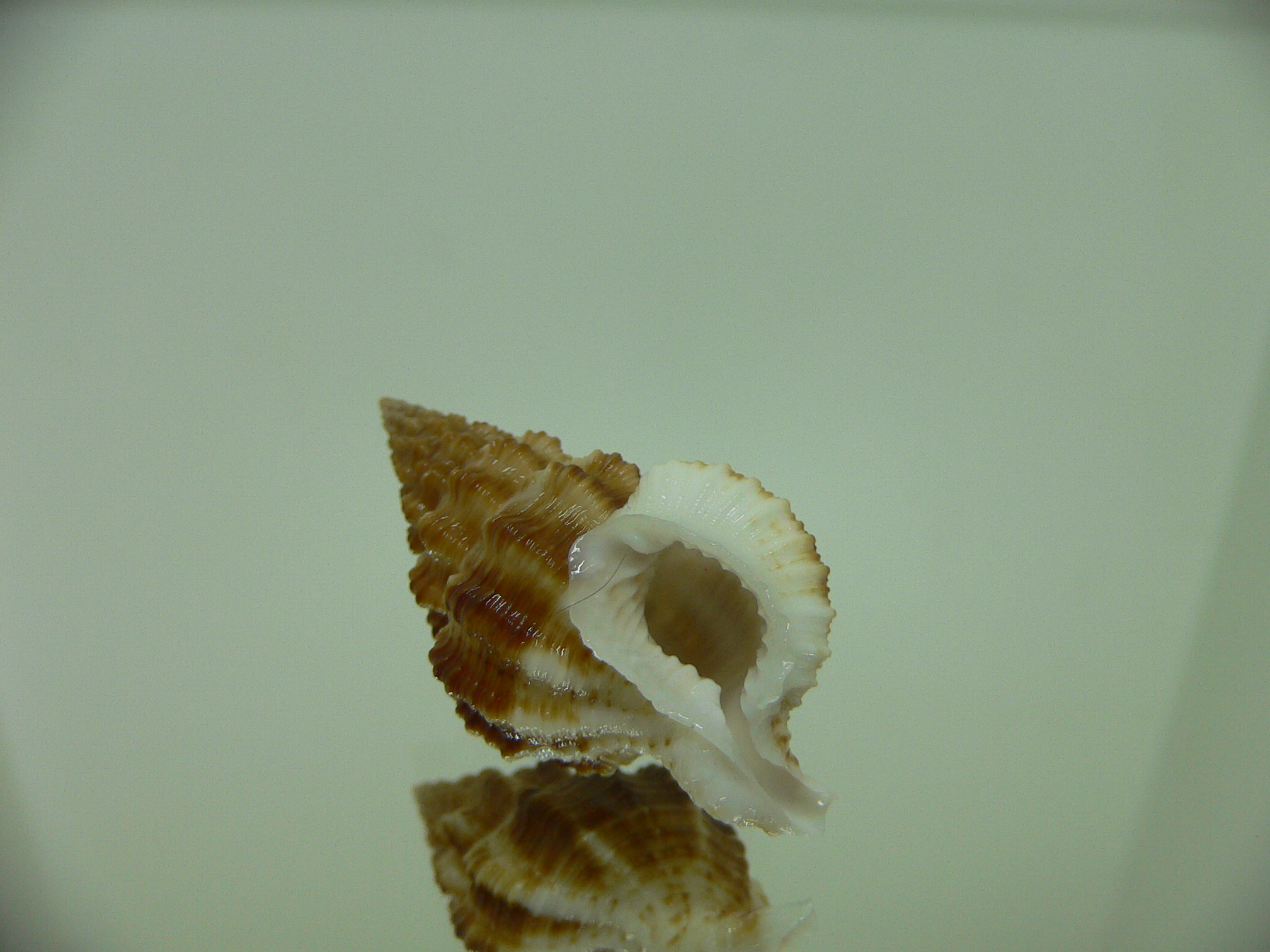 Nassaria gyroscopoides GIANT