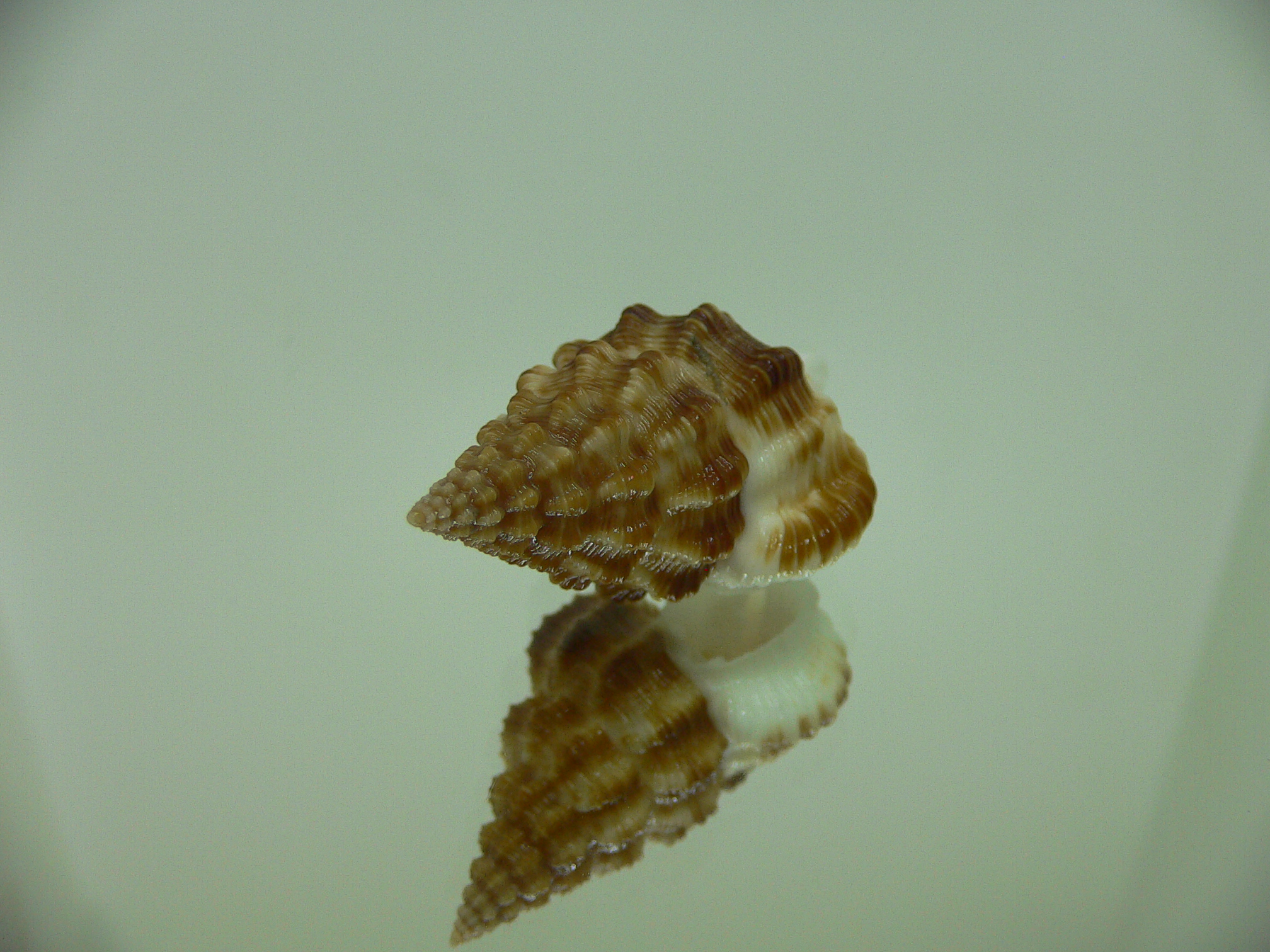 Nassaria gyroscopoides GIANT