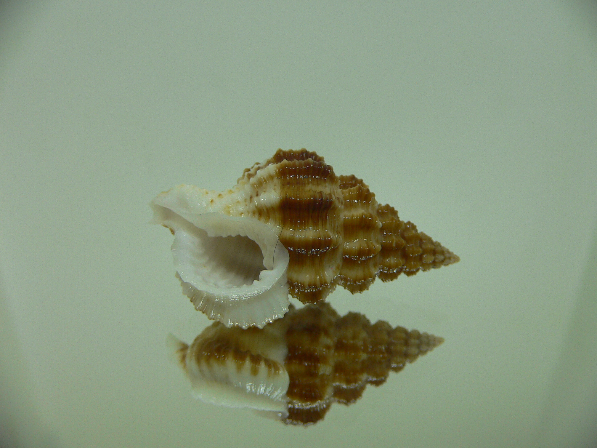 Nassaria gyroscopoides GIANT