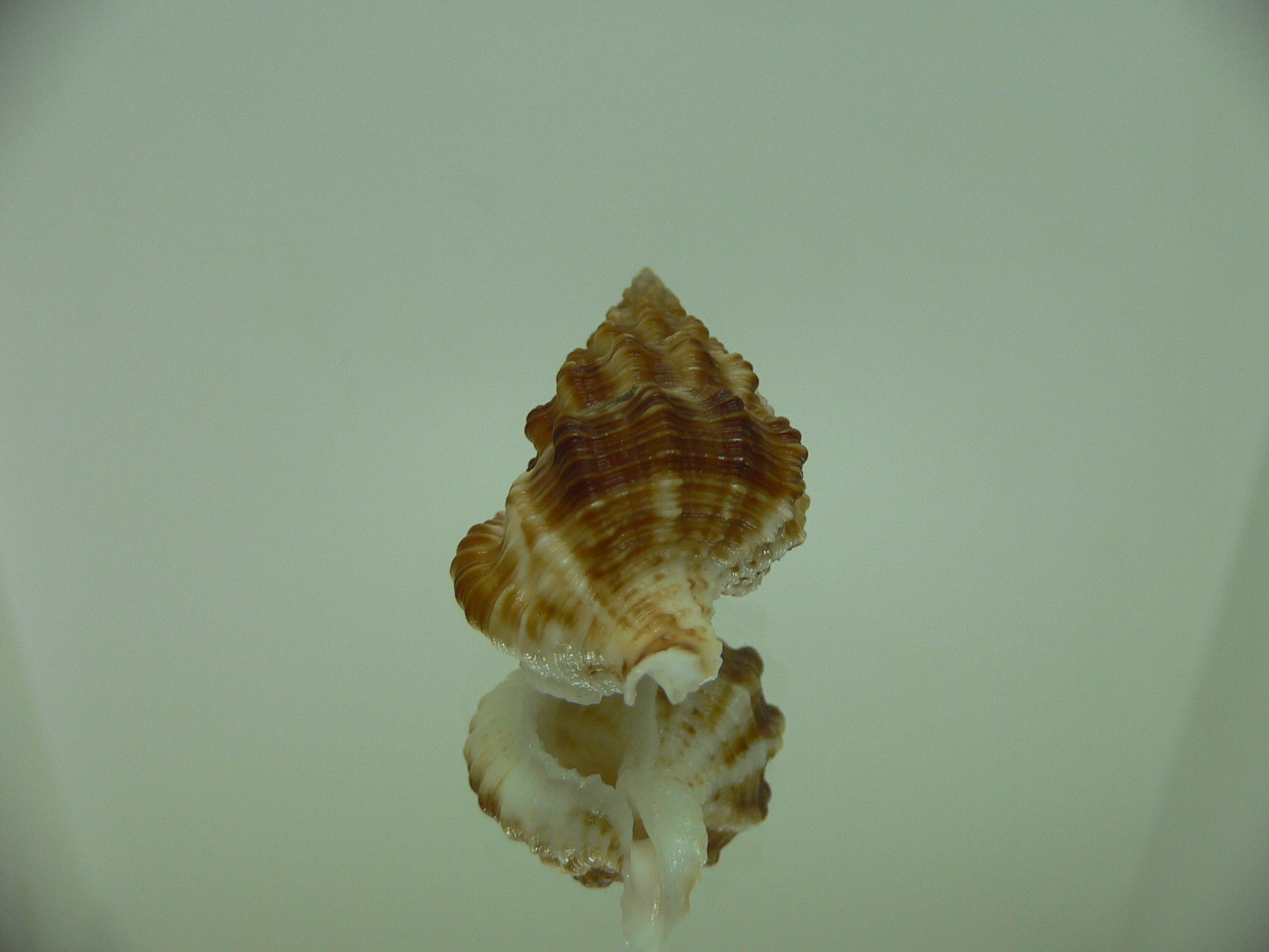 Nassaria gyroscopoides GIANT