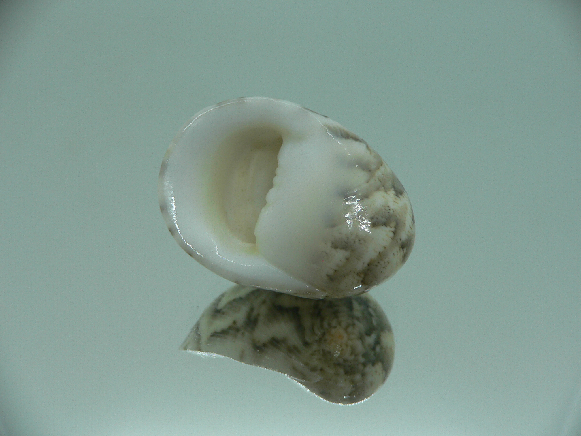 Nerita polita polita WAVE