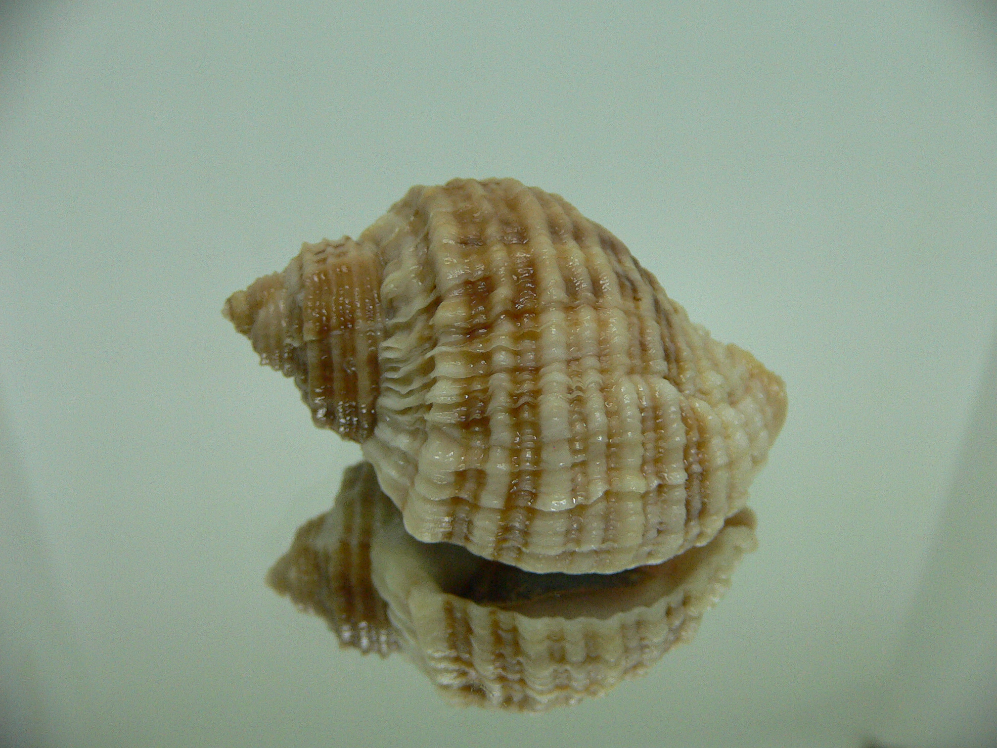 Nucella freycinetii alabaster RARE & STRIPED