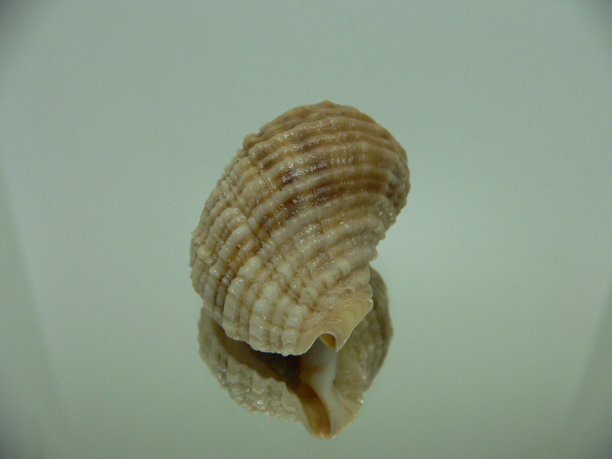 Nucella freycinetii alabaster RARE & STRIPED