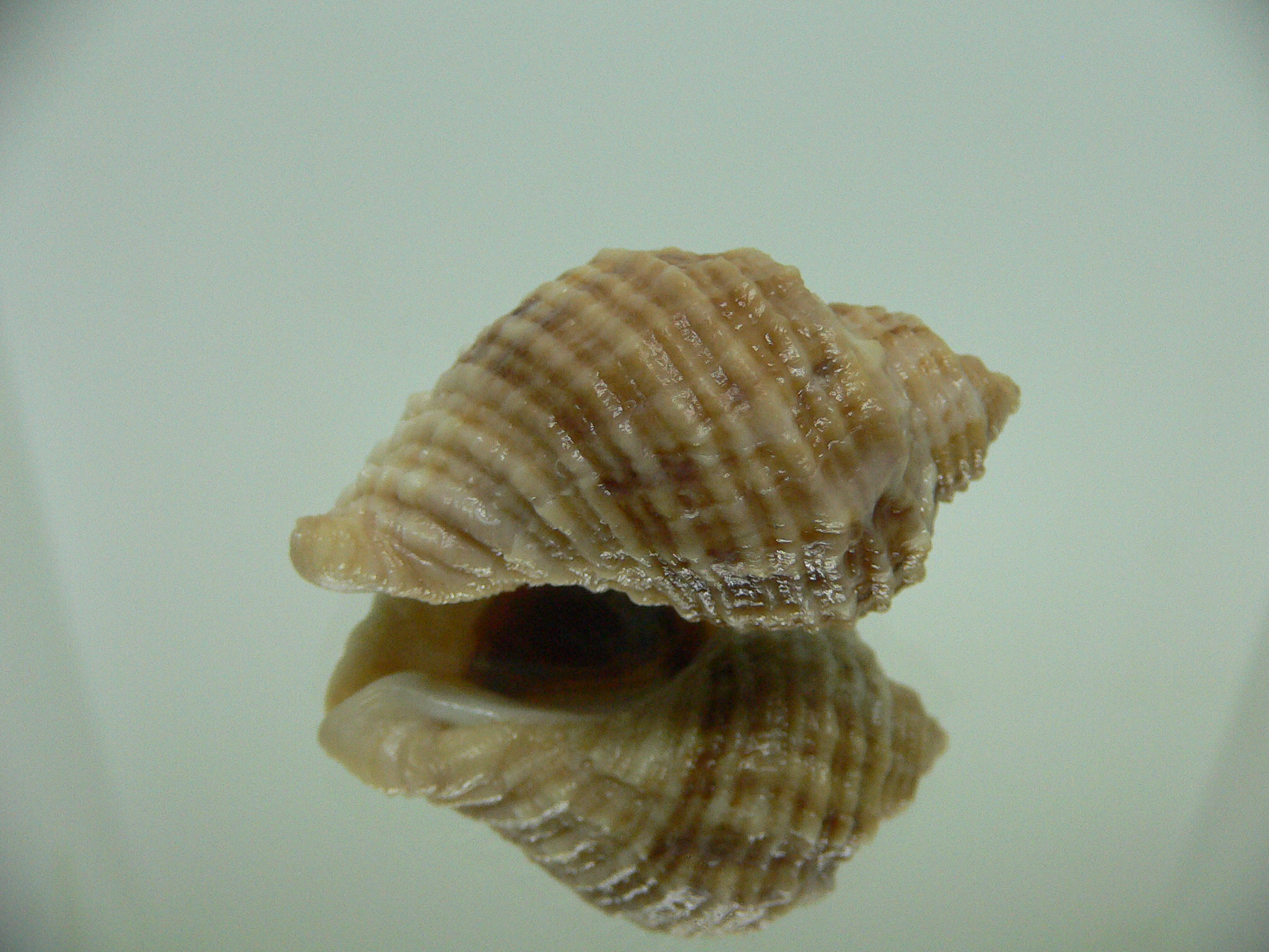 Nucella freycinetii alabaster RARE & STRIPED