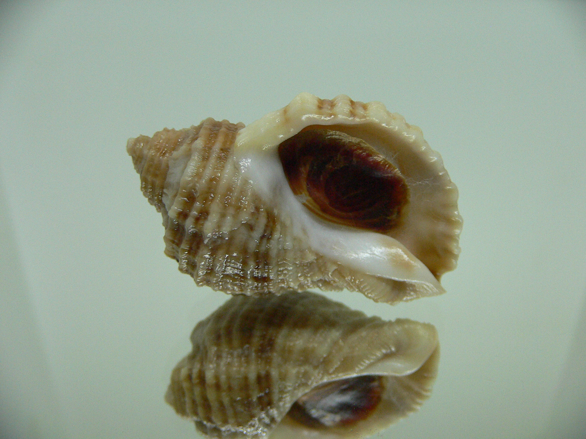 Nucella freycinetii alabaster RARE & STRIPED