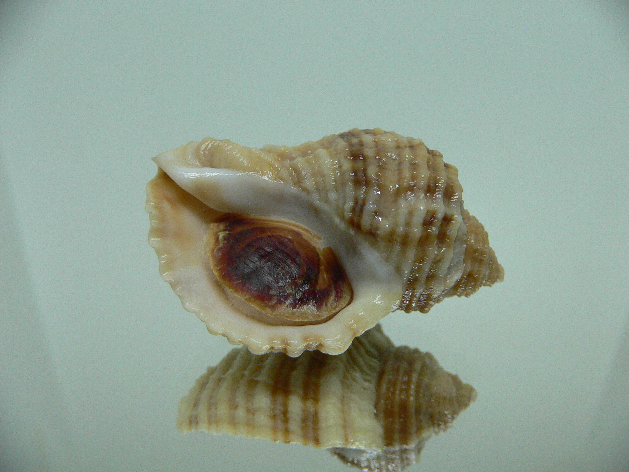 Nucella freycinetii alabaster RARE & STRIPED