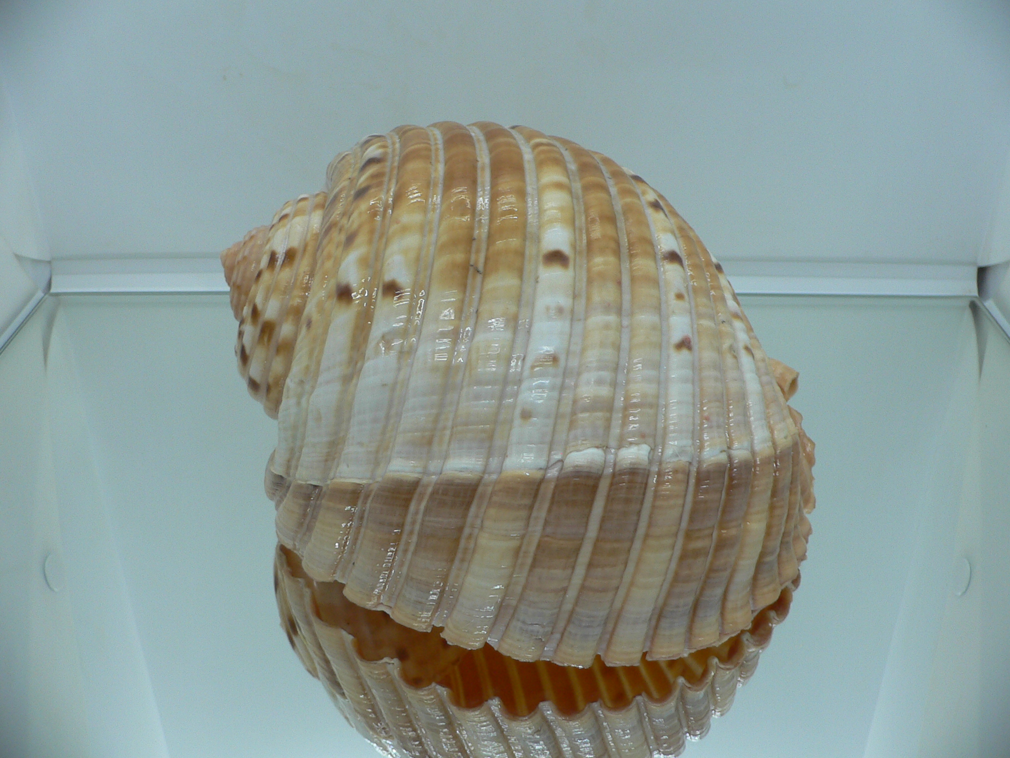 Tonna luteostoma BIG & GLOBOSE