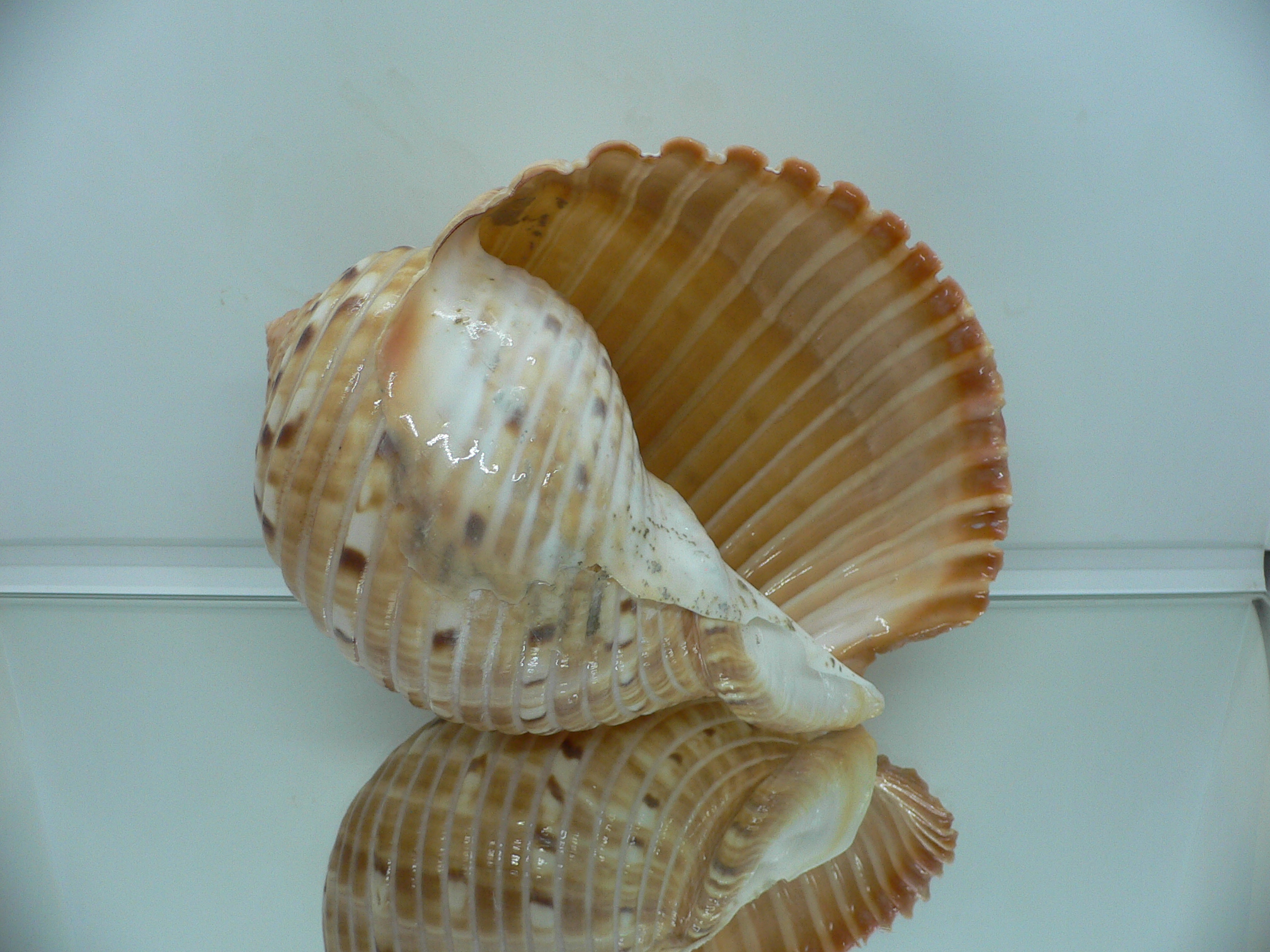 Tonna luteostoma BIG & GLOBOSE