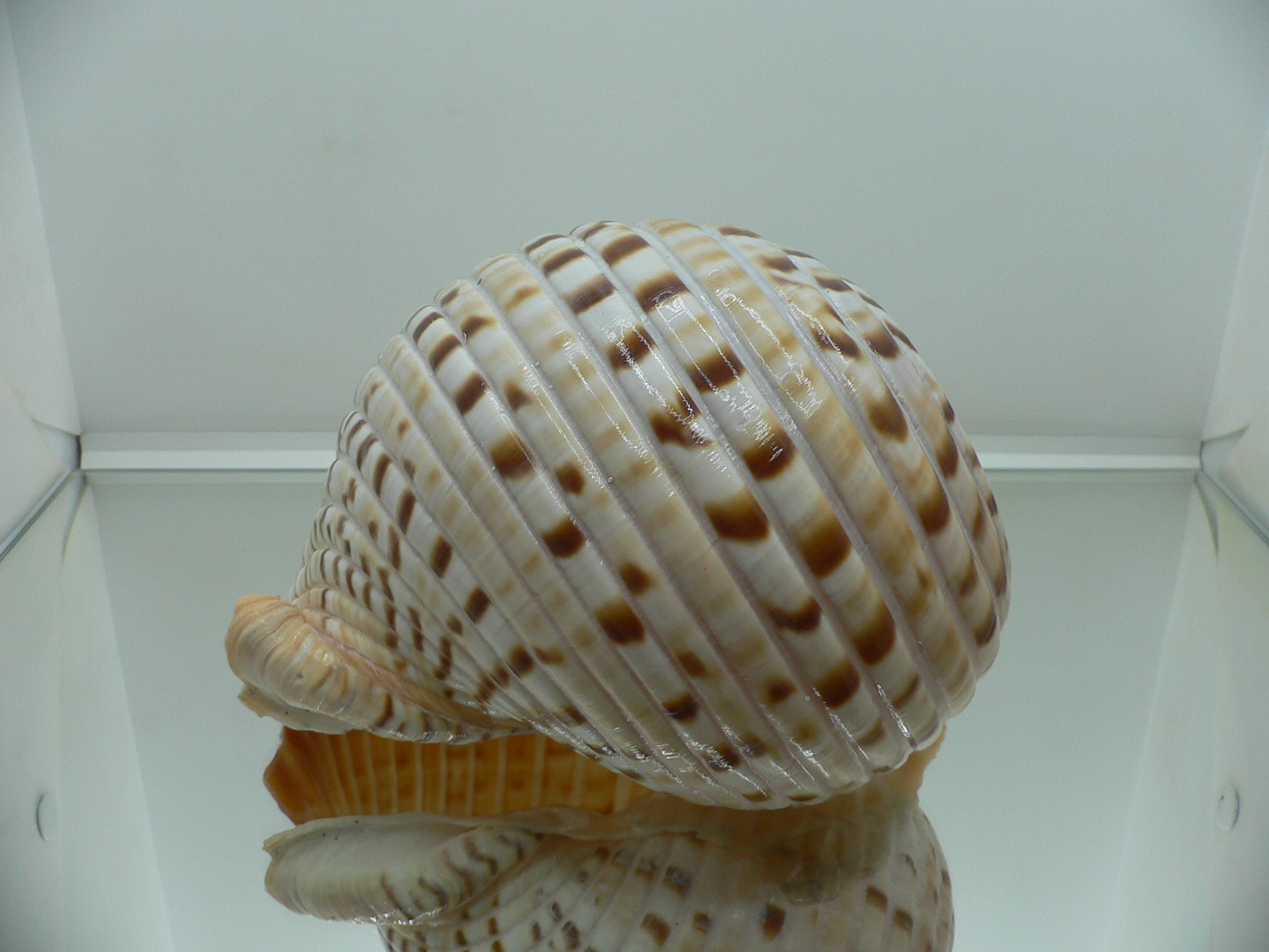 Tonna luteostoma BIG & GLOBOSE