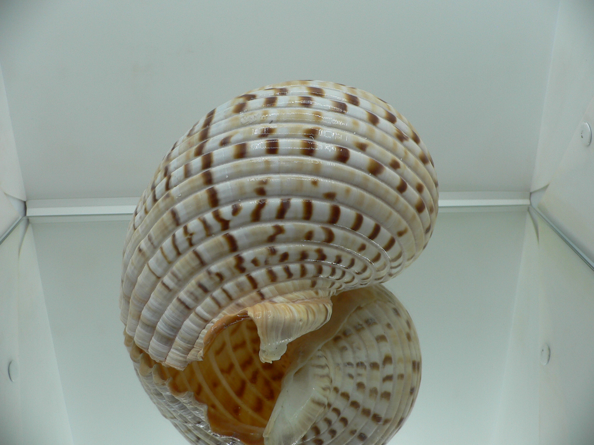 Tonna luteostoma BIG & GLOBOSE