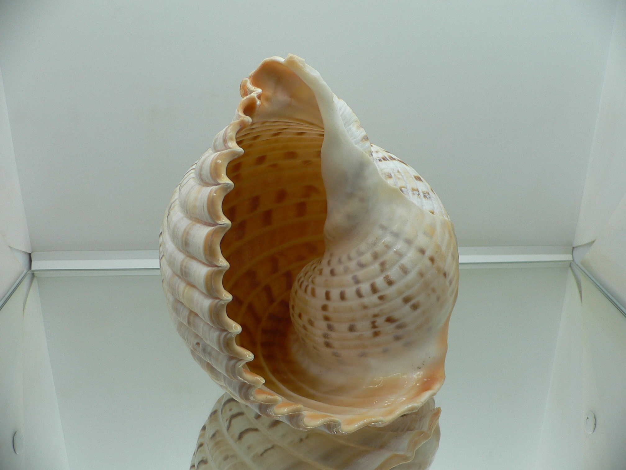 Tonna luteostoma BIG & GLOBOSE