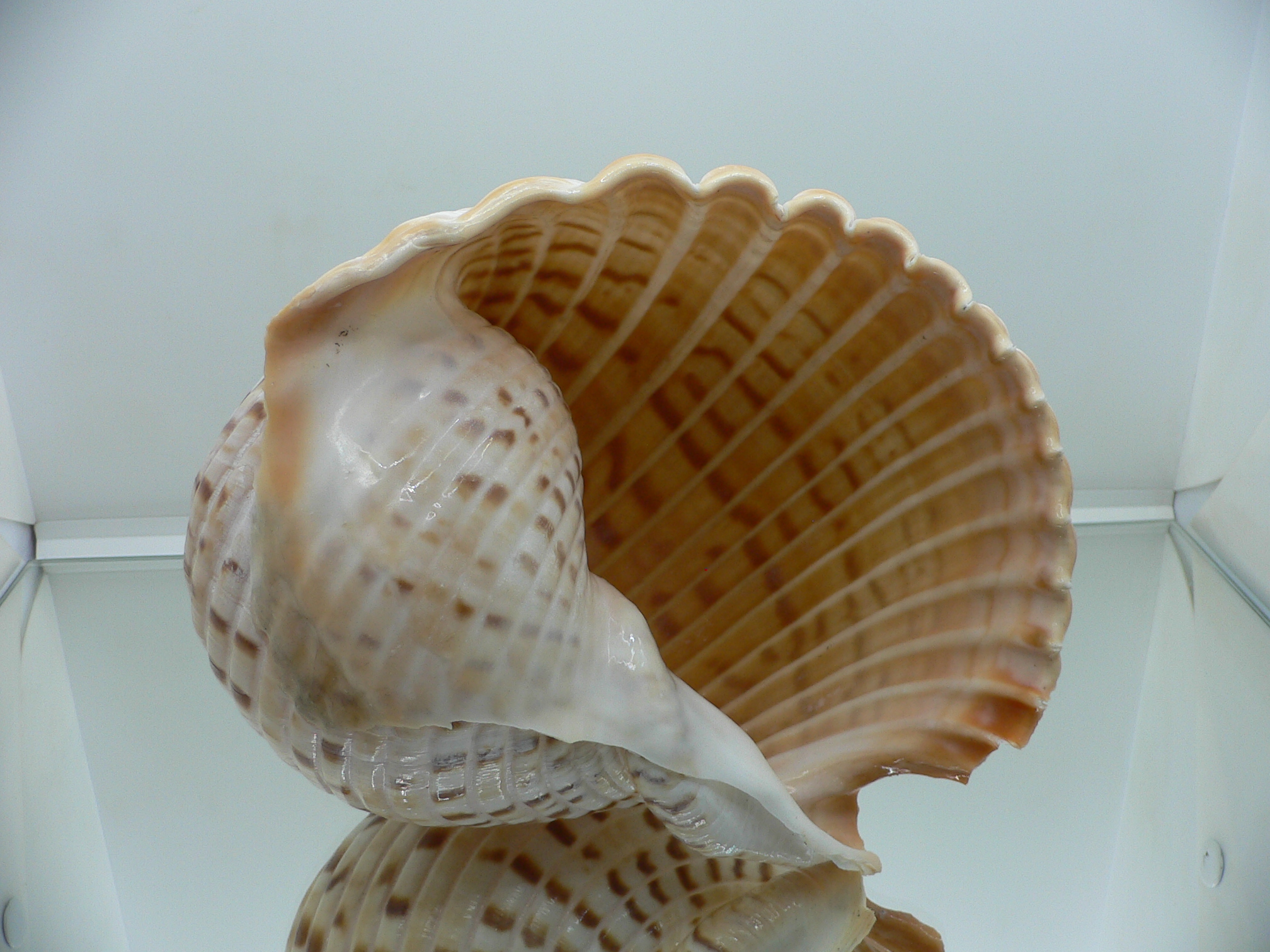 Tonna luteostoma BIG & GLOBOSE