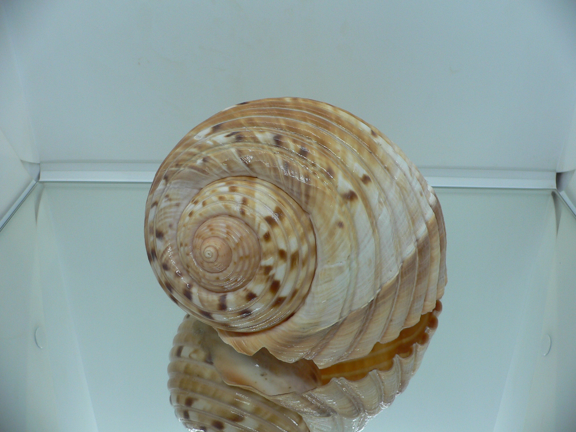 Tonna luteostoma BIG & GLOBOSE