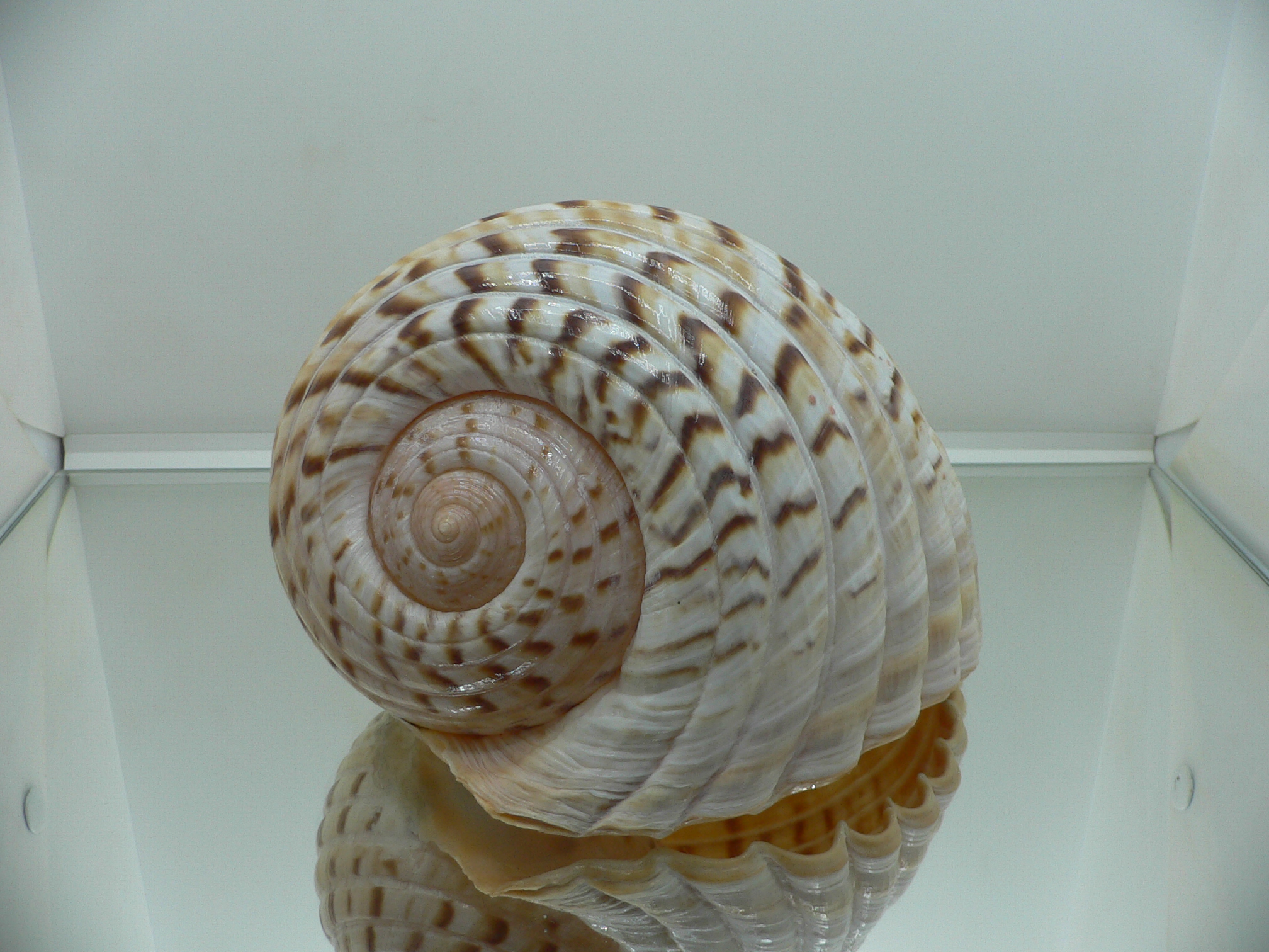 Tonna luteostoma BIG & GLOBOSE