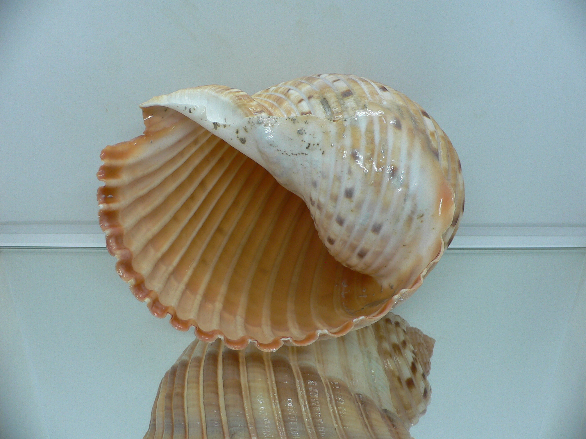 Tonna luteostoma BIG & GLOBOSE
