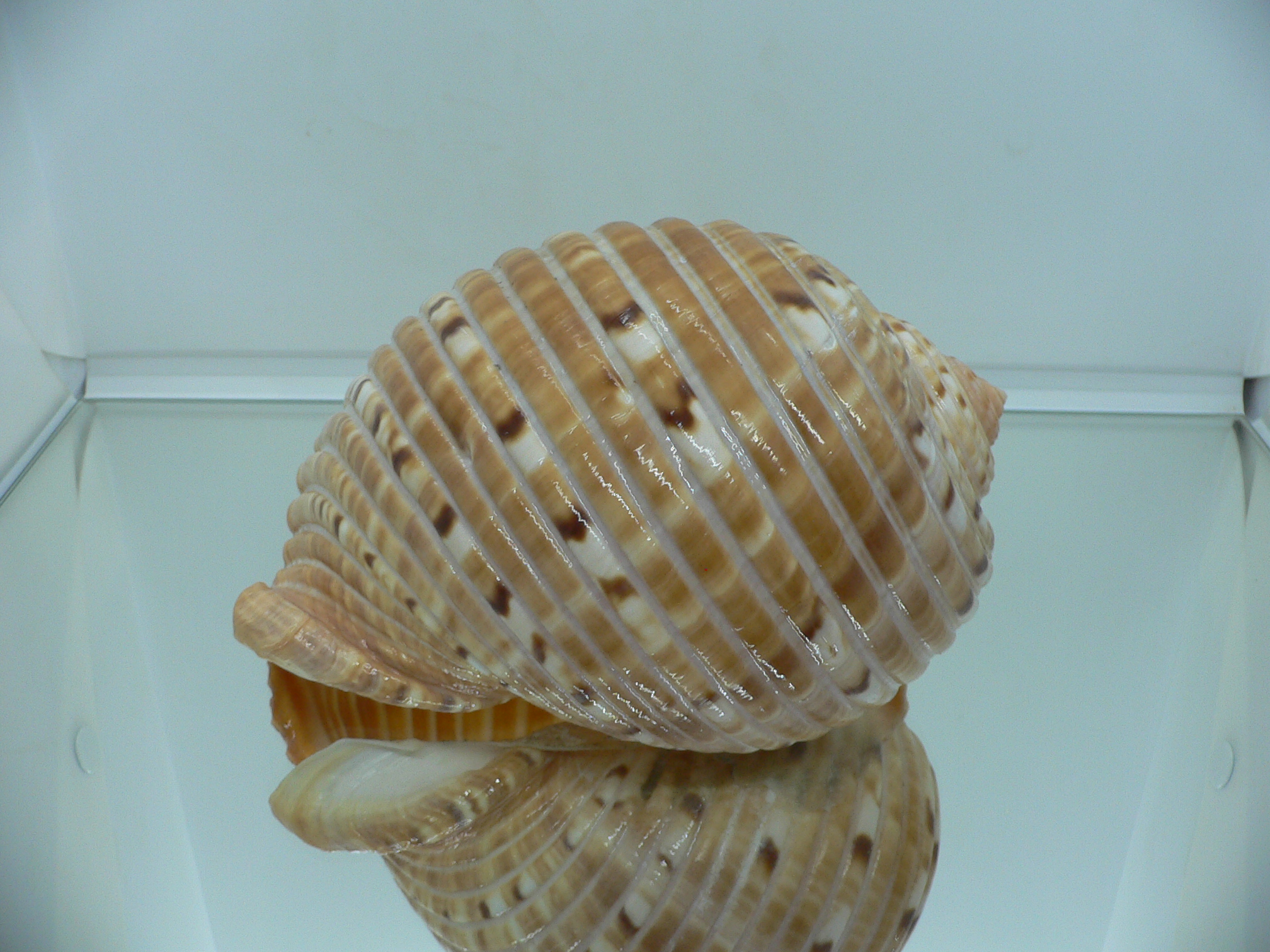 Tonna luteostoma BIG & GLOBOSE