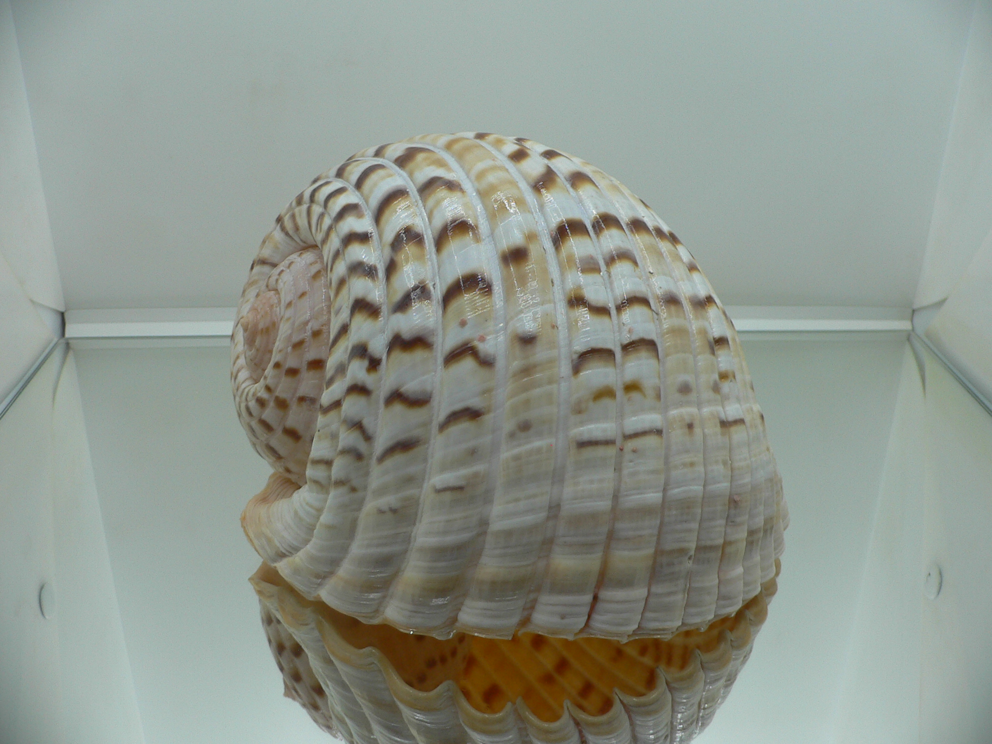 Tonna luteostoma BIG & GLOBOSE