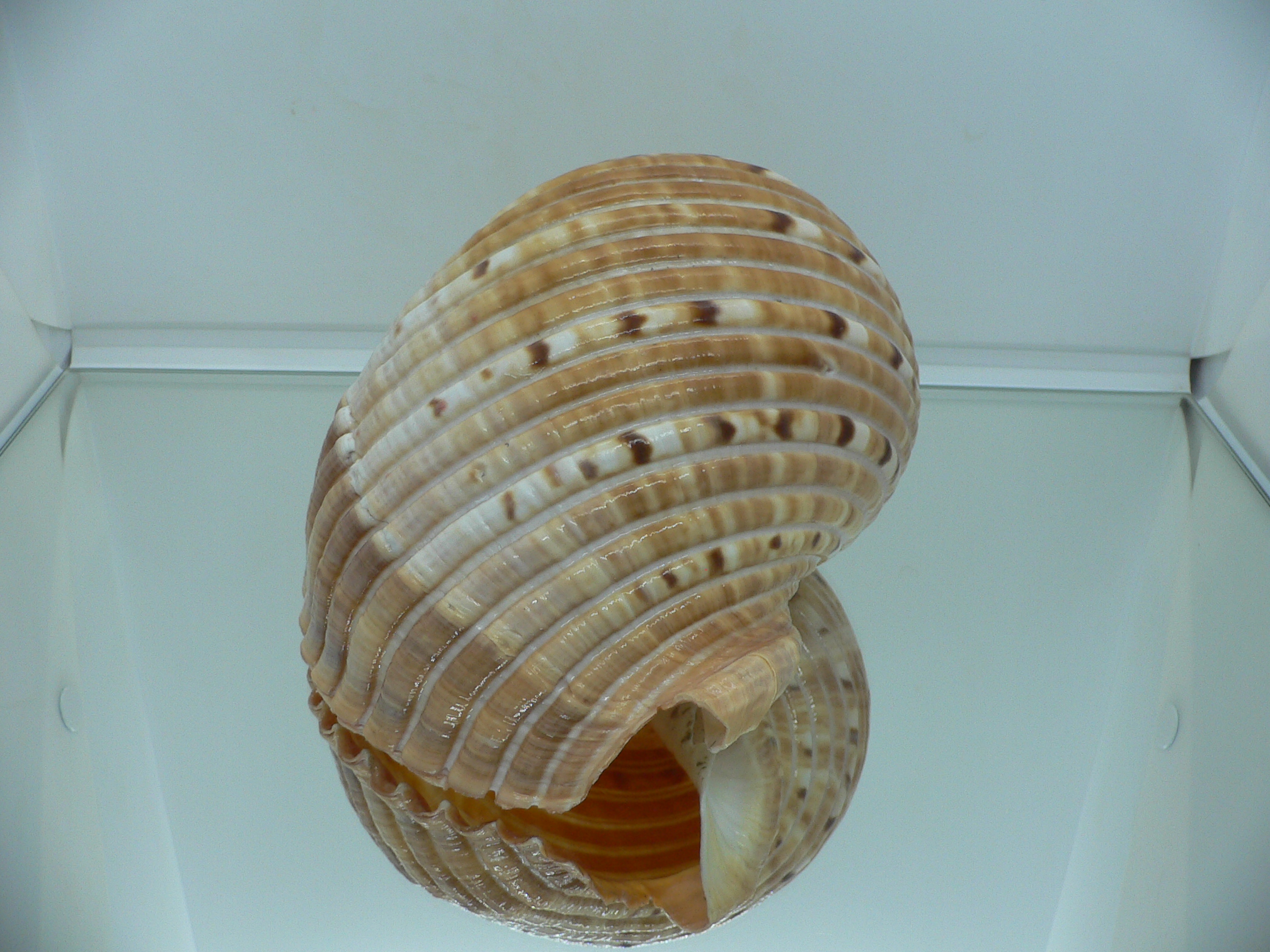 Tonna luteostoma BIG & GLOBOSE