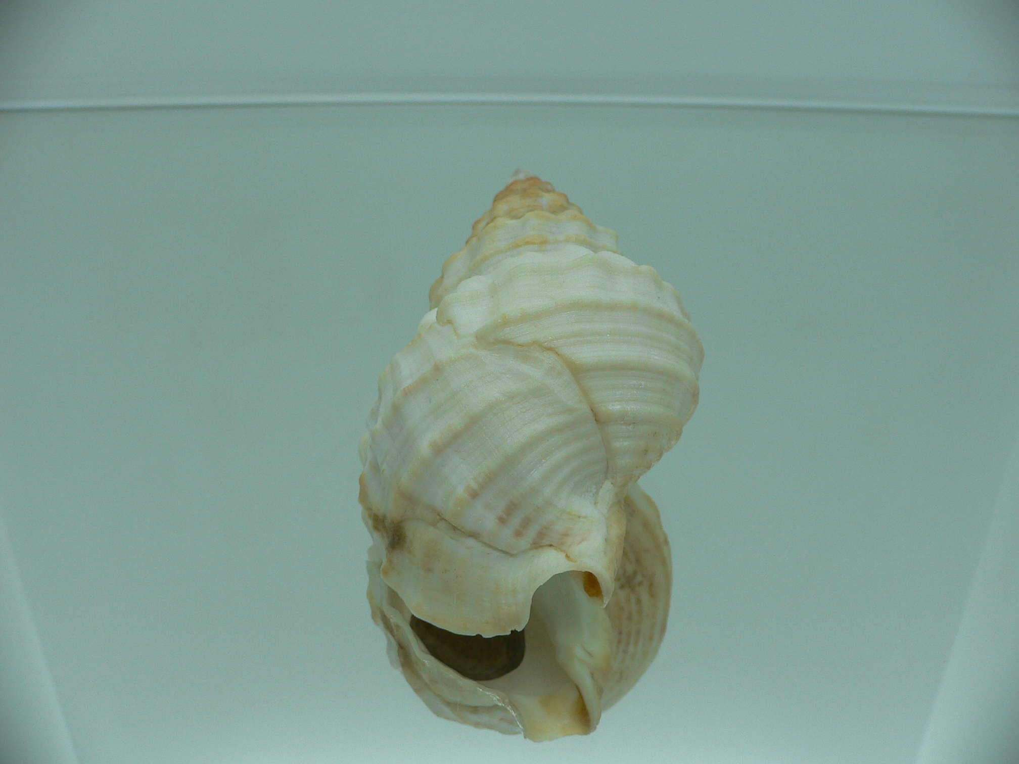 Buccinum verkruzeni