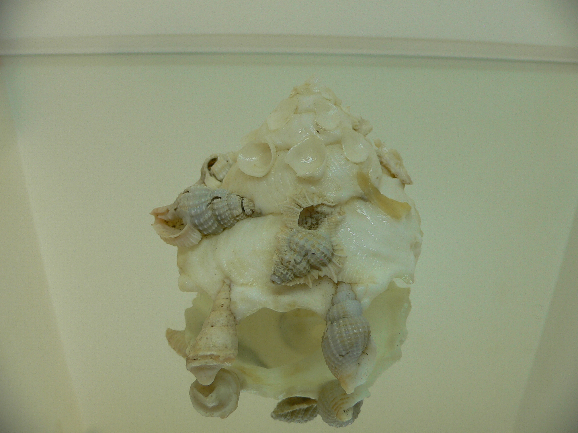 Xenophora pallidula BIG & WHITE COLOR