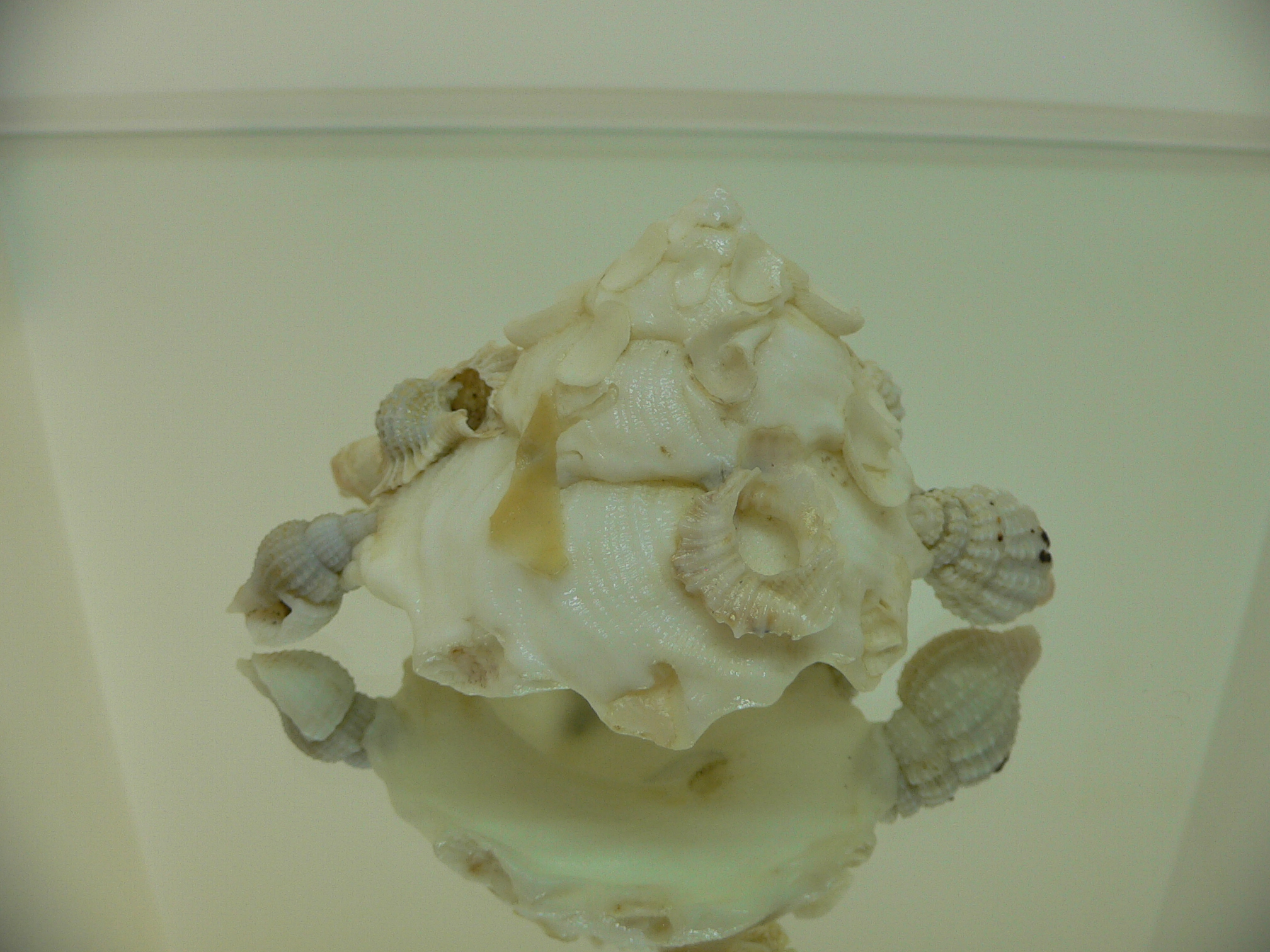 Xenophora pallidula BIG & WHITE COLOR
