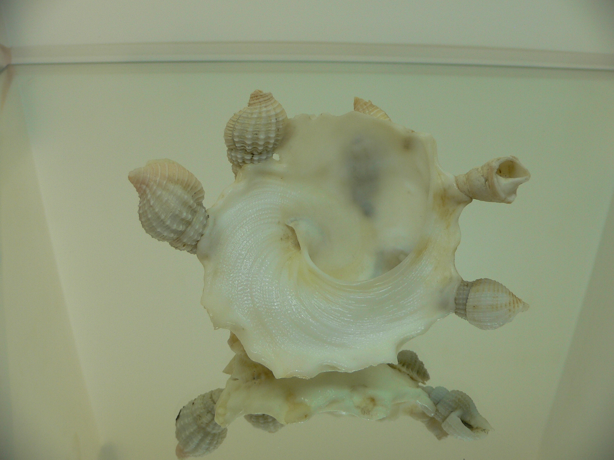 Xenophora pallidula BIG & WHITE COLOR