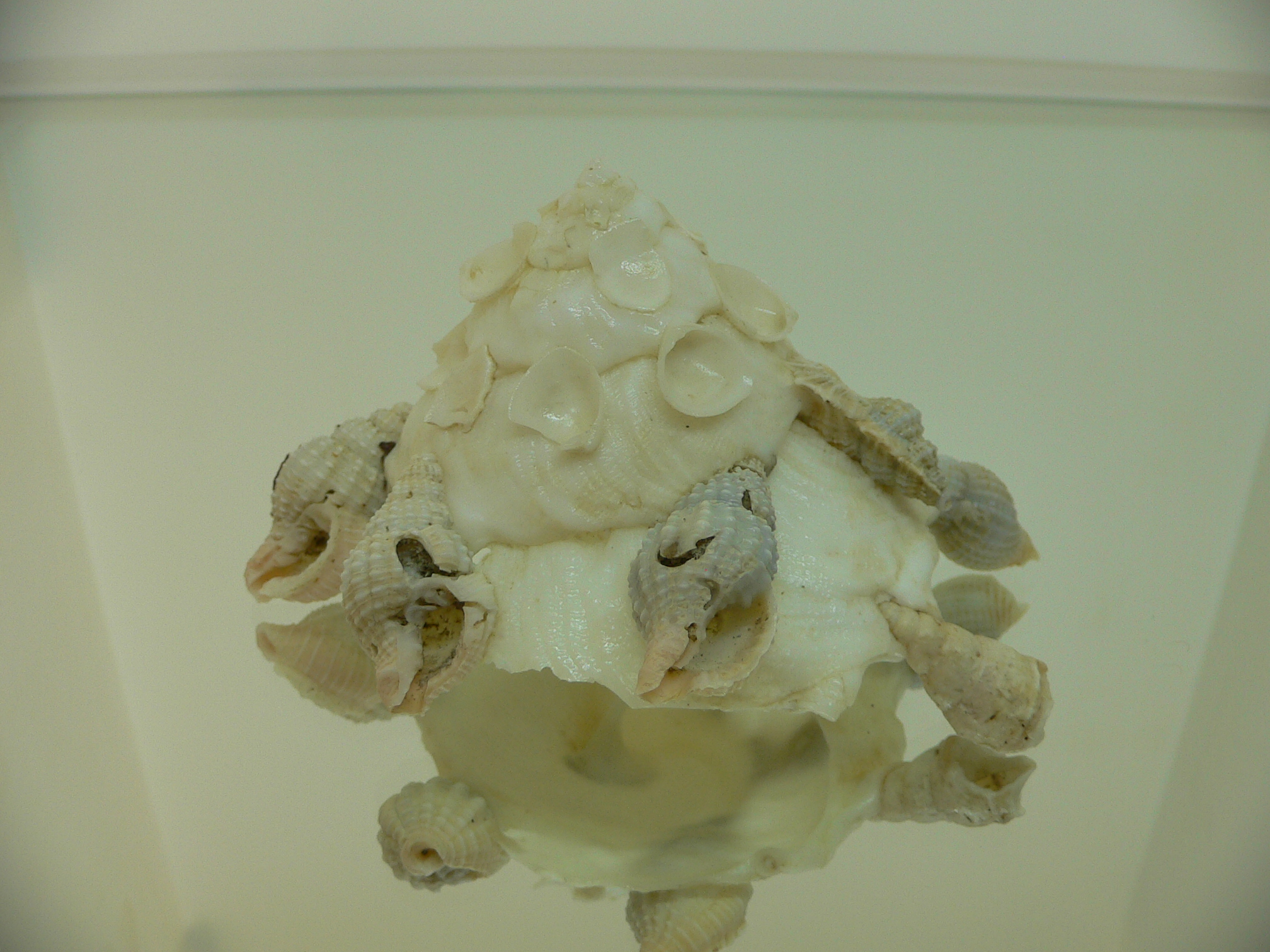 Xenophora pallidula BIG & WHITE COLOR