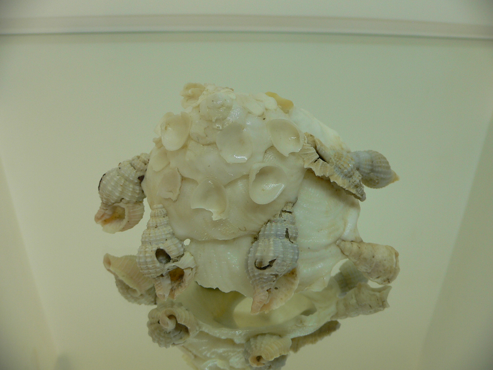 Xenophora pallidula BIG & WHITE COLOR