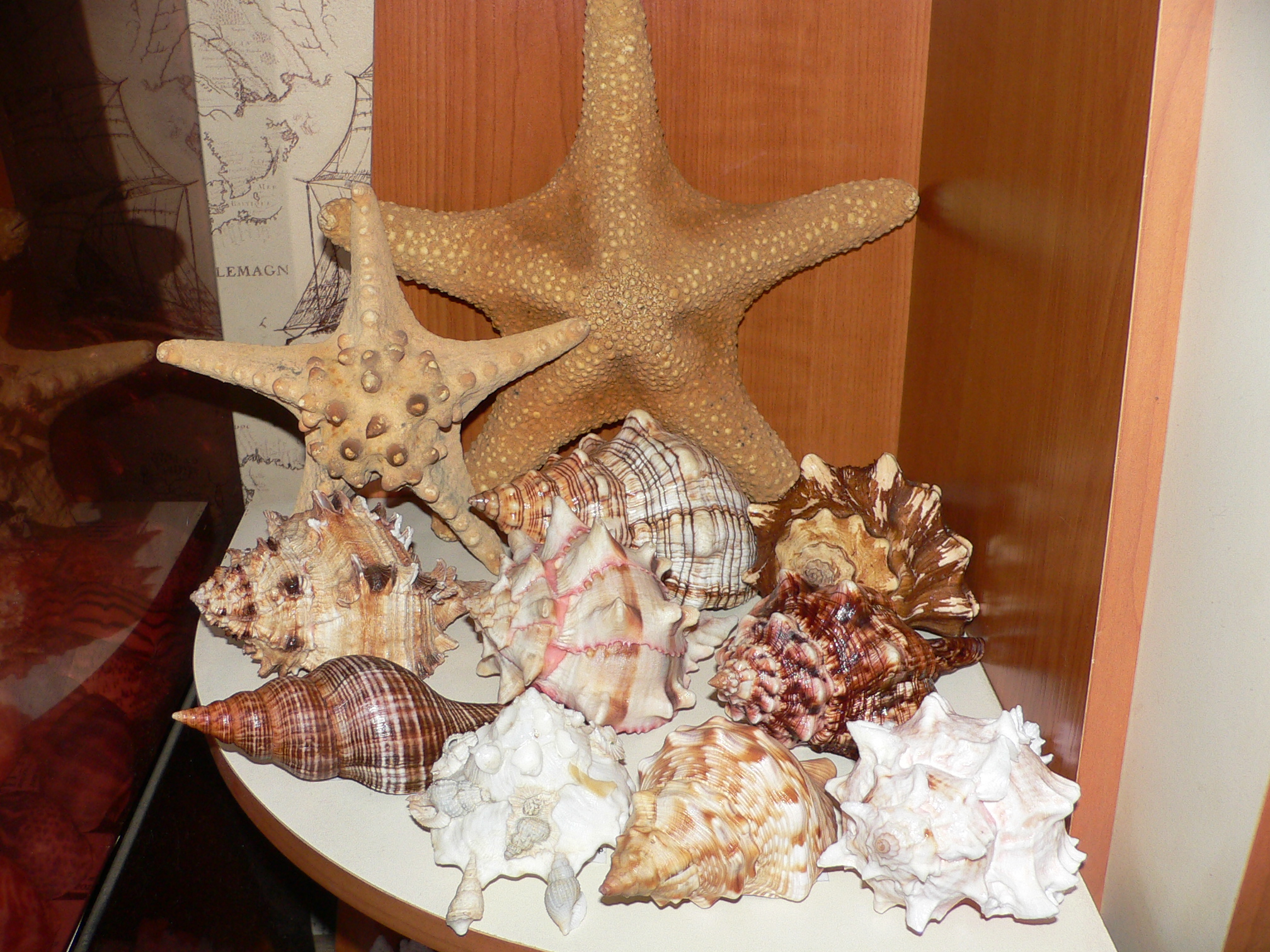 Xenophora pallidula BIG & WHITE COLOR