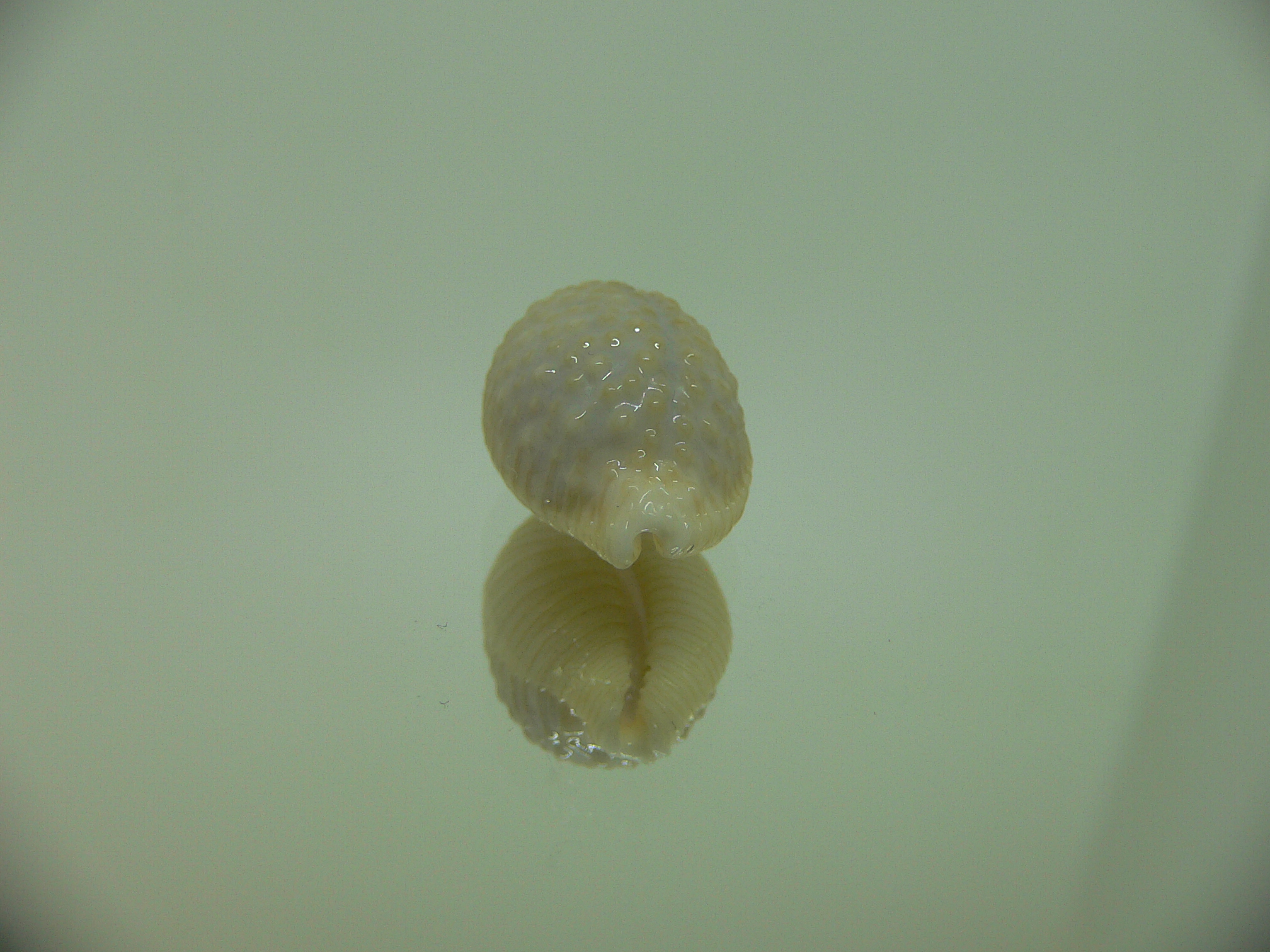 Cypraea nucleus IDEAL