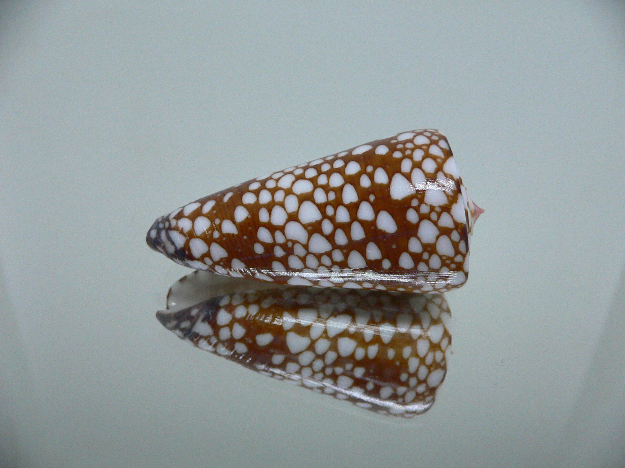 Conus nobilis gisellelieae IDEAL