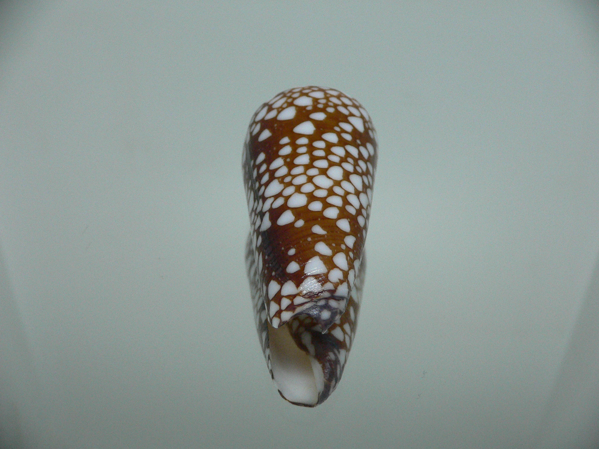 Conus nobilis gisellelieae IDEAL