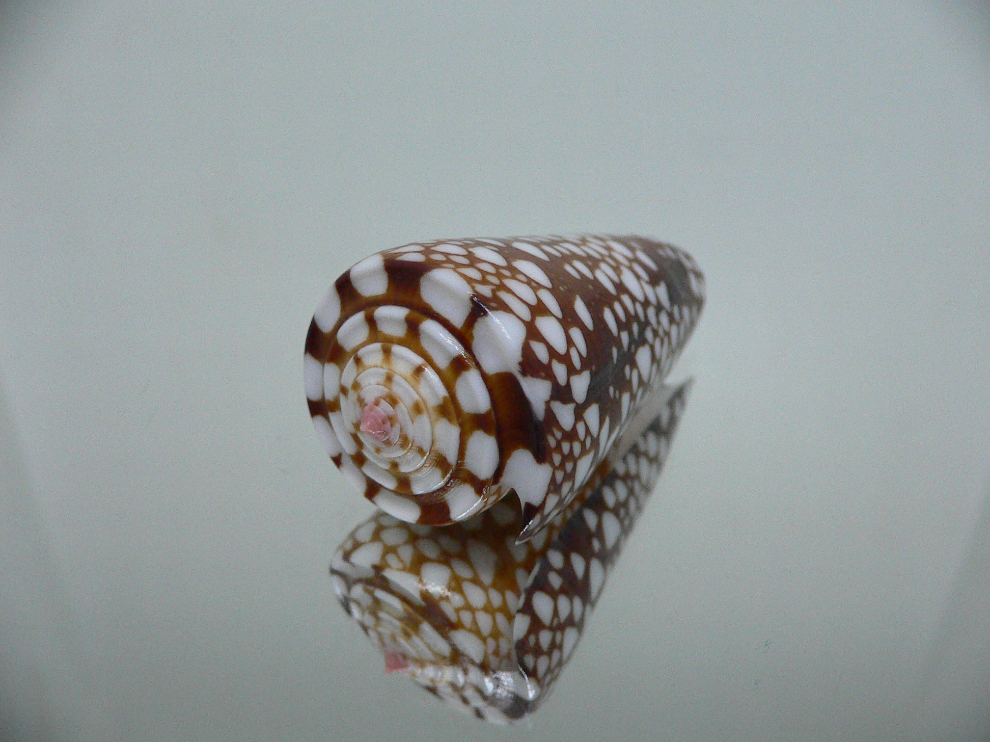 Conus nobilis gisellelieae IDEAL