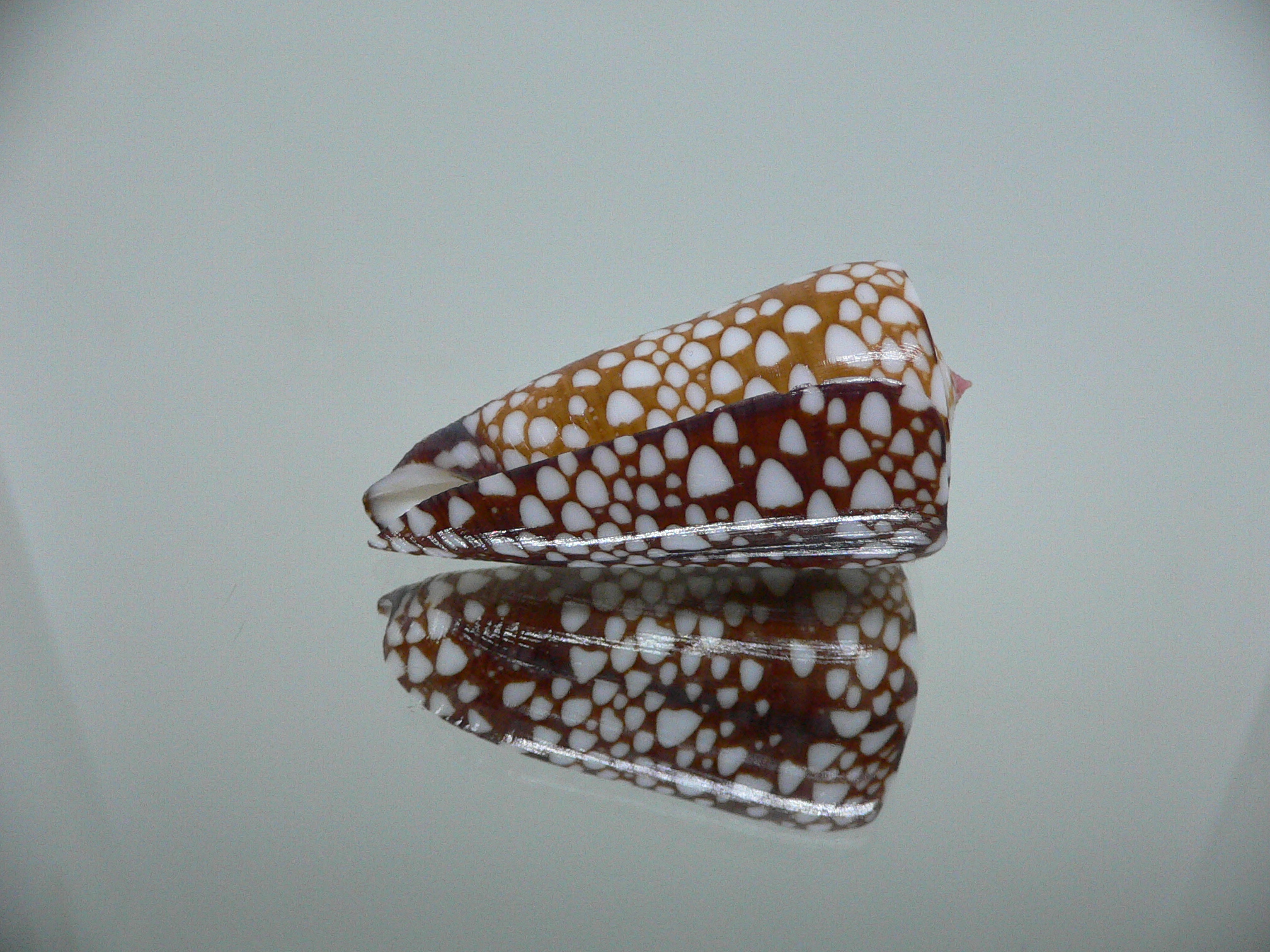 Conus nobilis gisellelieae IDEAL