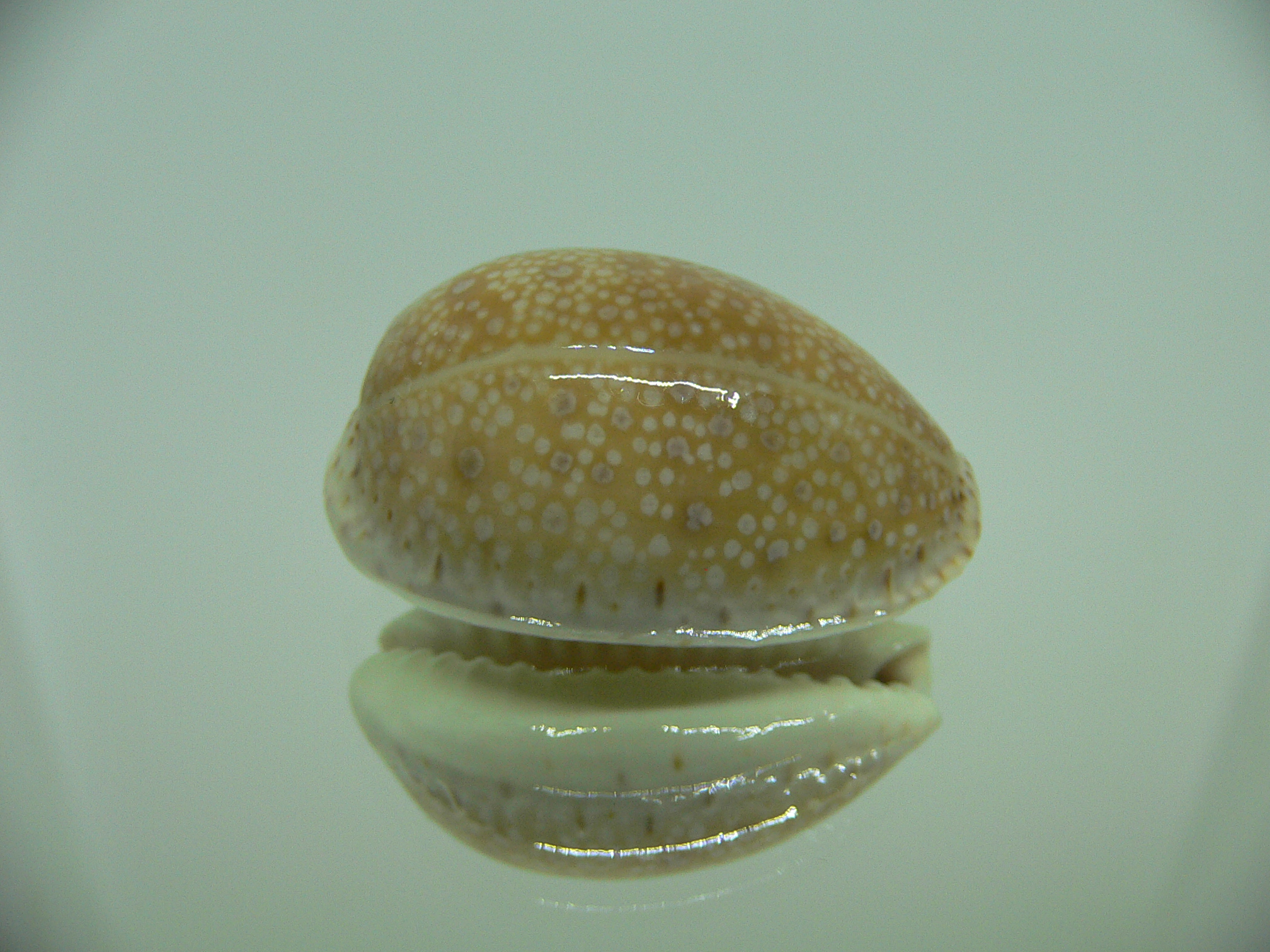 Cypraea erosa chlorizans YOUNG