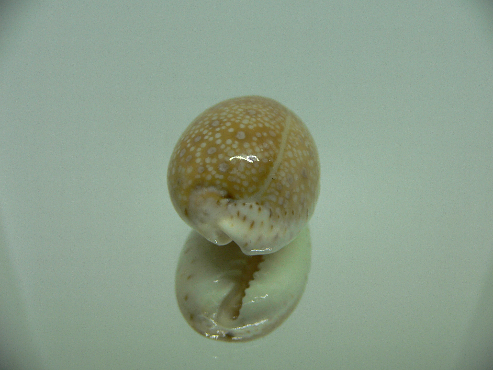 Cypraea erosa chlorizans YOUNG