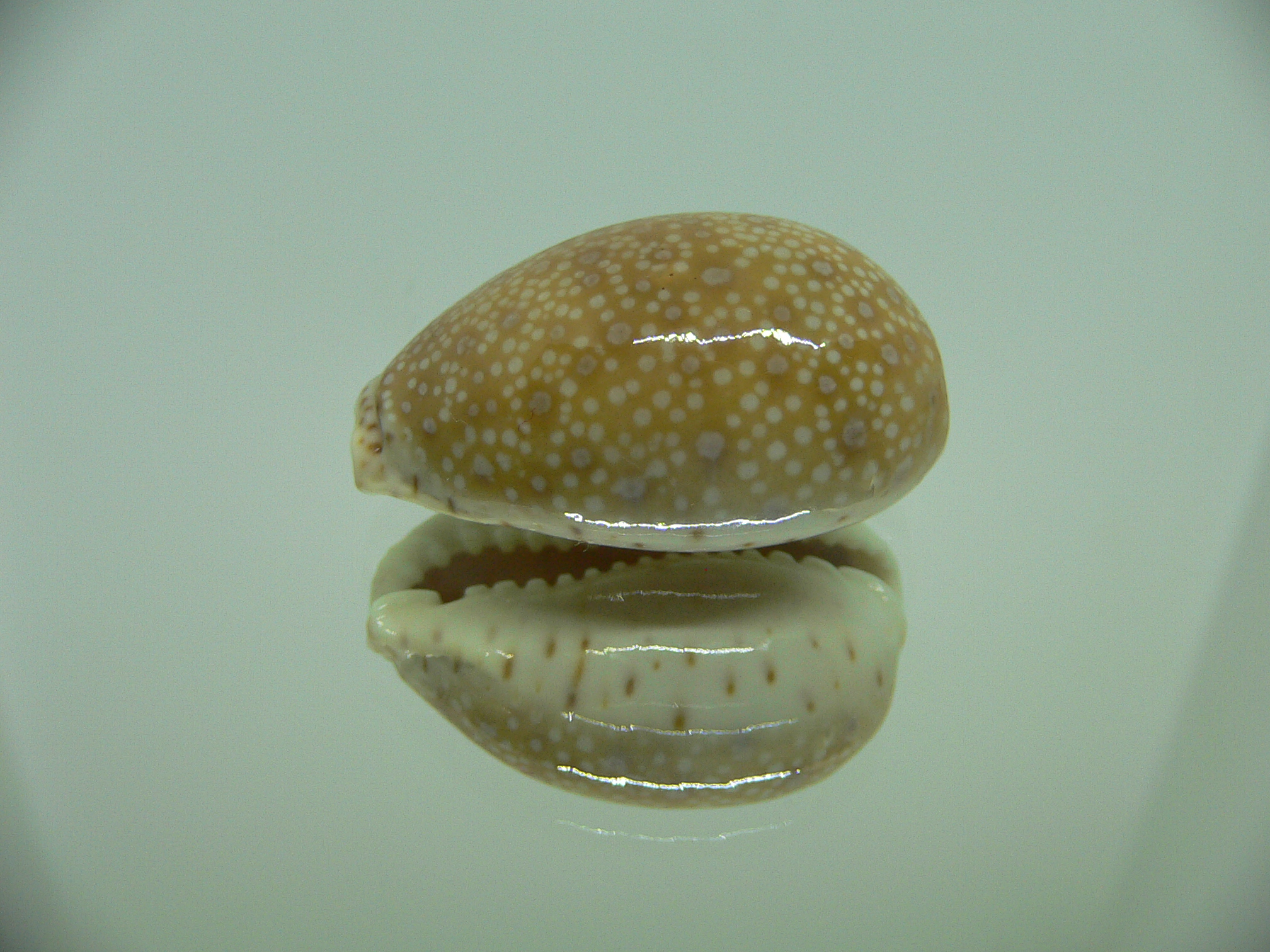 Cypraea erosa chlorizans YOUNG